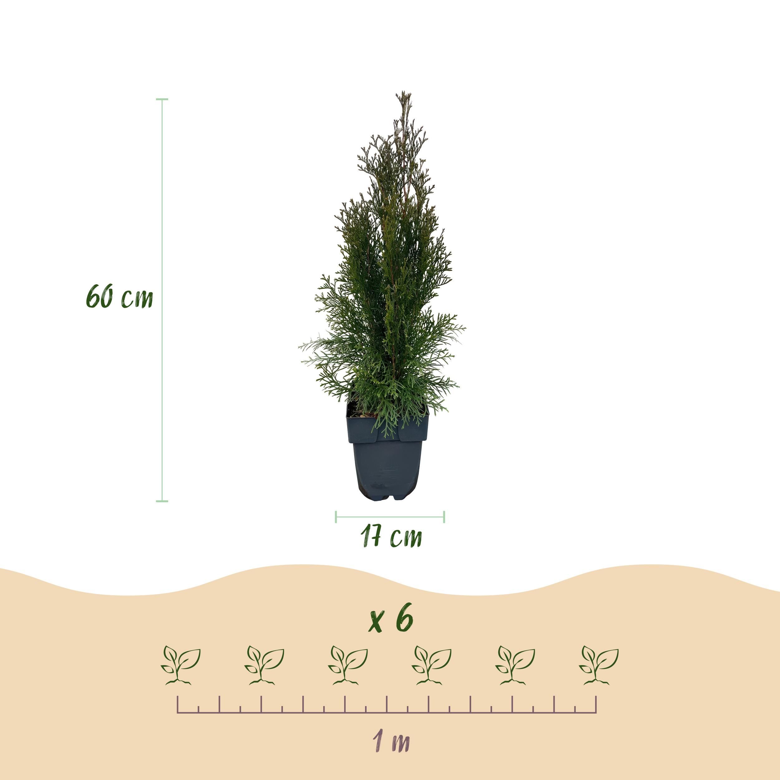 Heckenpflanzen – Thuja occidentalis Smaragd – immergrün | 6 Pflanzen