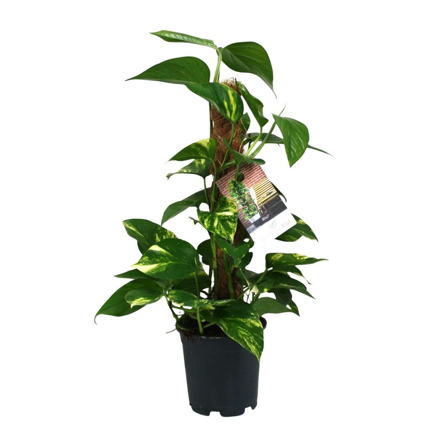 Scindapsus Epipremnum Zimmerpflanze mit üppigem Laub