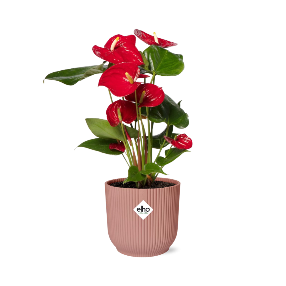 Anthurium Rote Flamingoblume im ELHO Vibes Fold Übertopf