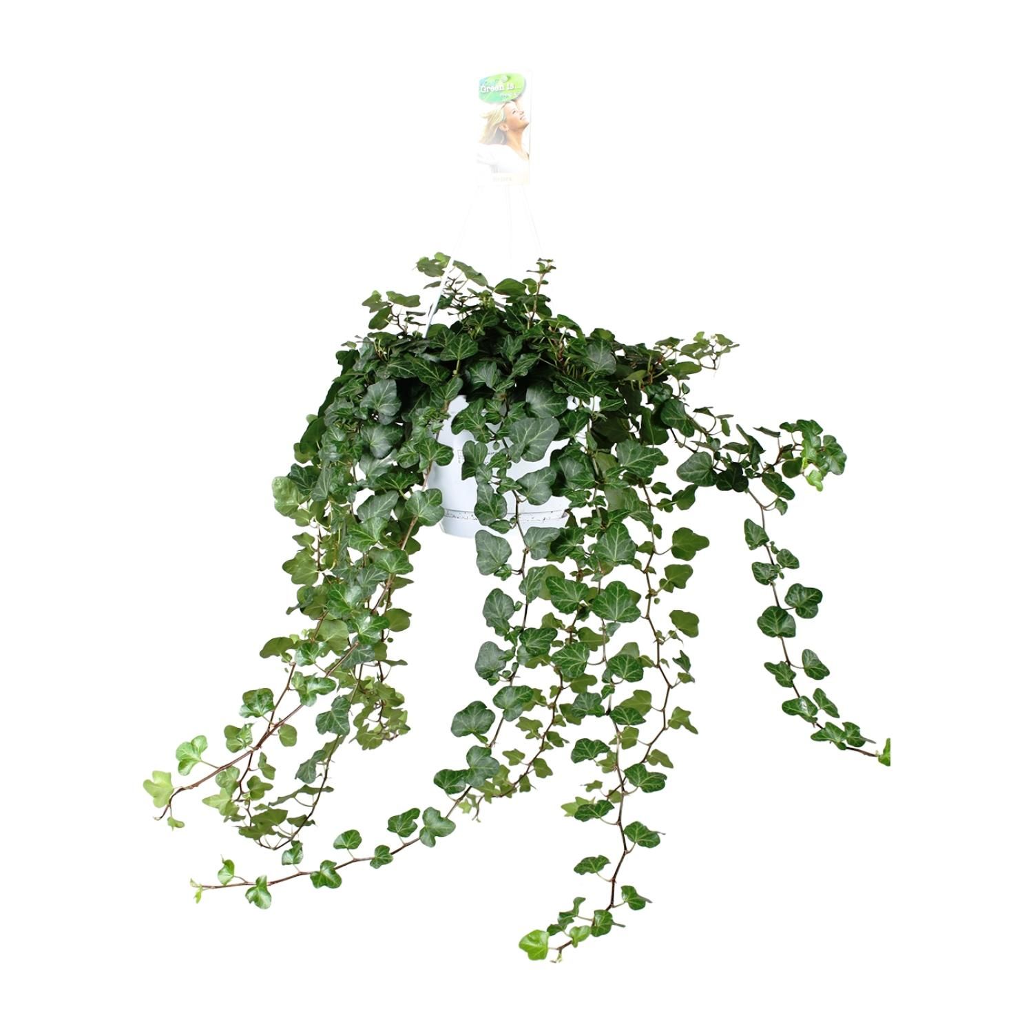 Hedera Wonder Green Kletterpflanze