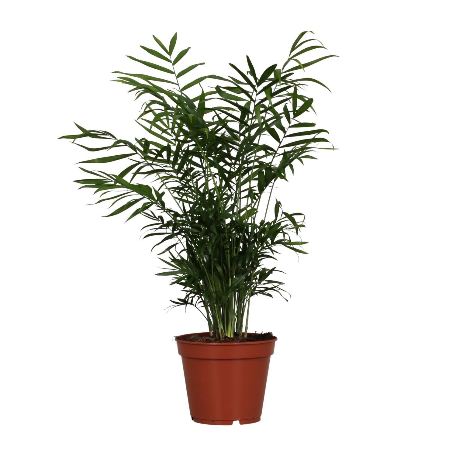 Pflegeleichte Chamaedorea Elegans Zimmerpalme