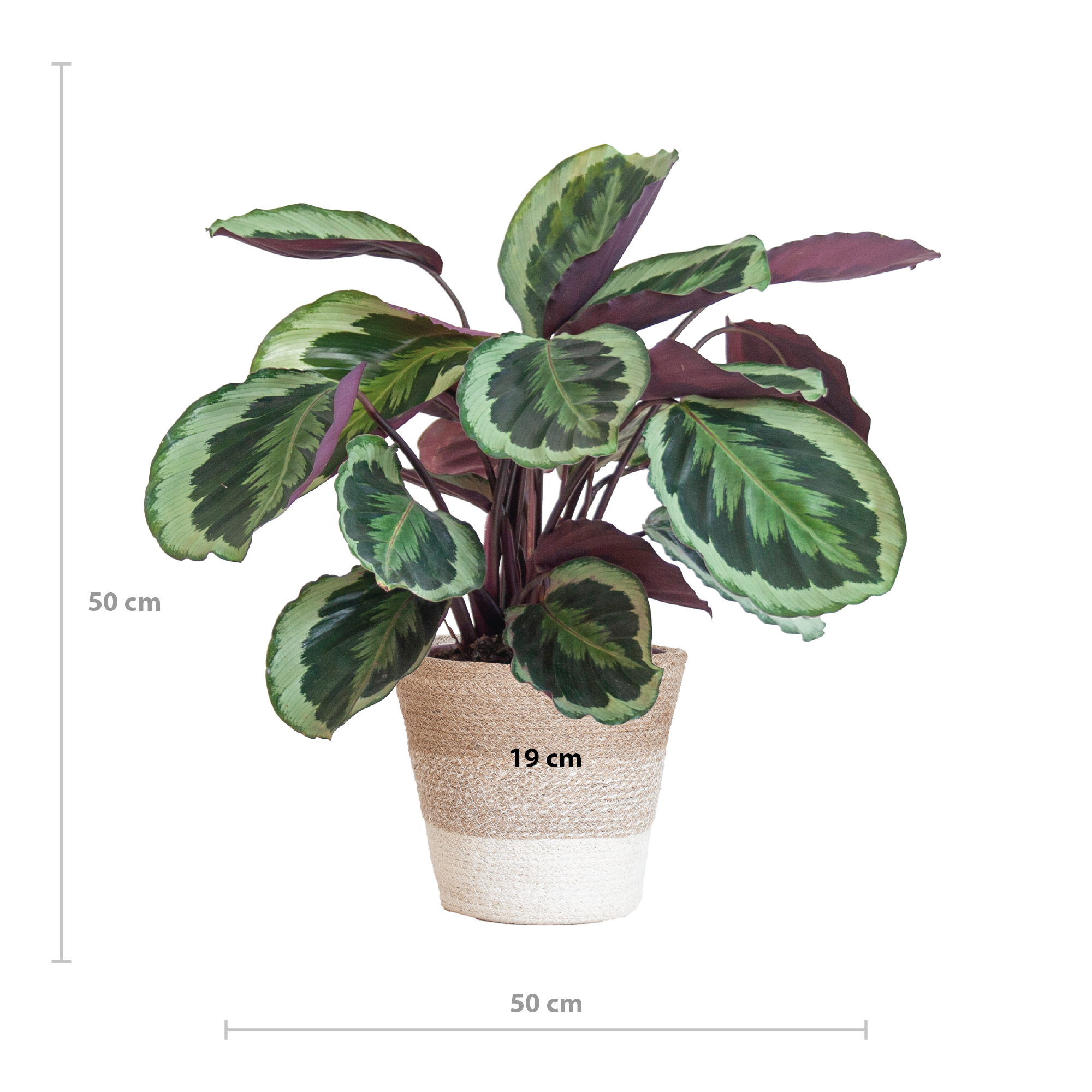 Calathea Medaillon Zimmerpflanze mit weißem Lissabon-Korb