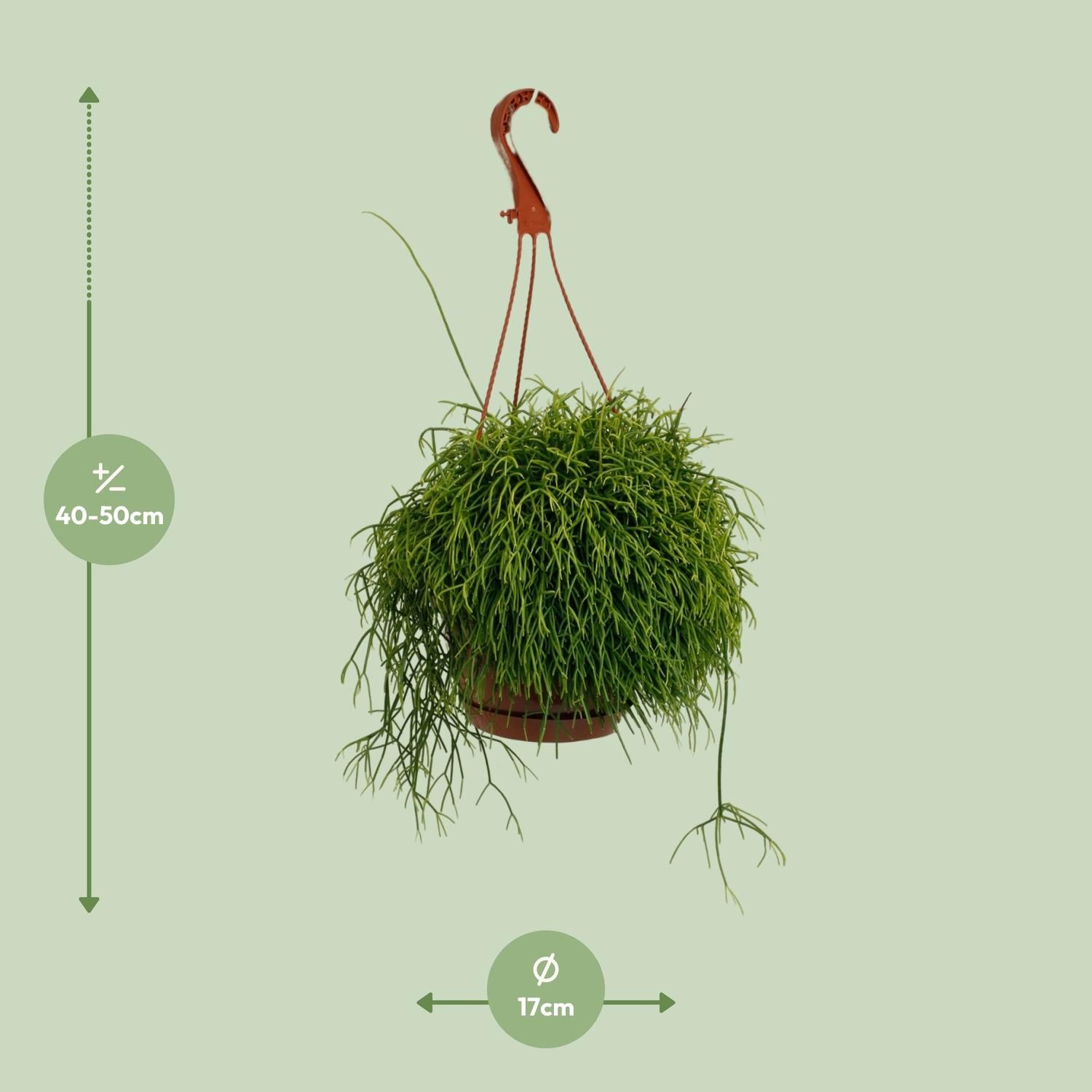 Rhipsalis Cassutha Zimmerpflanze
