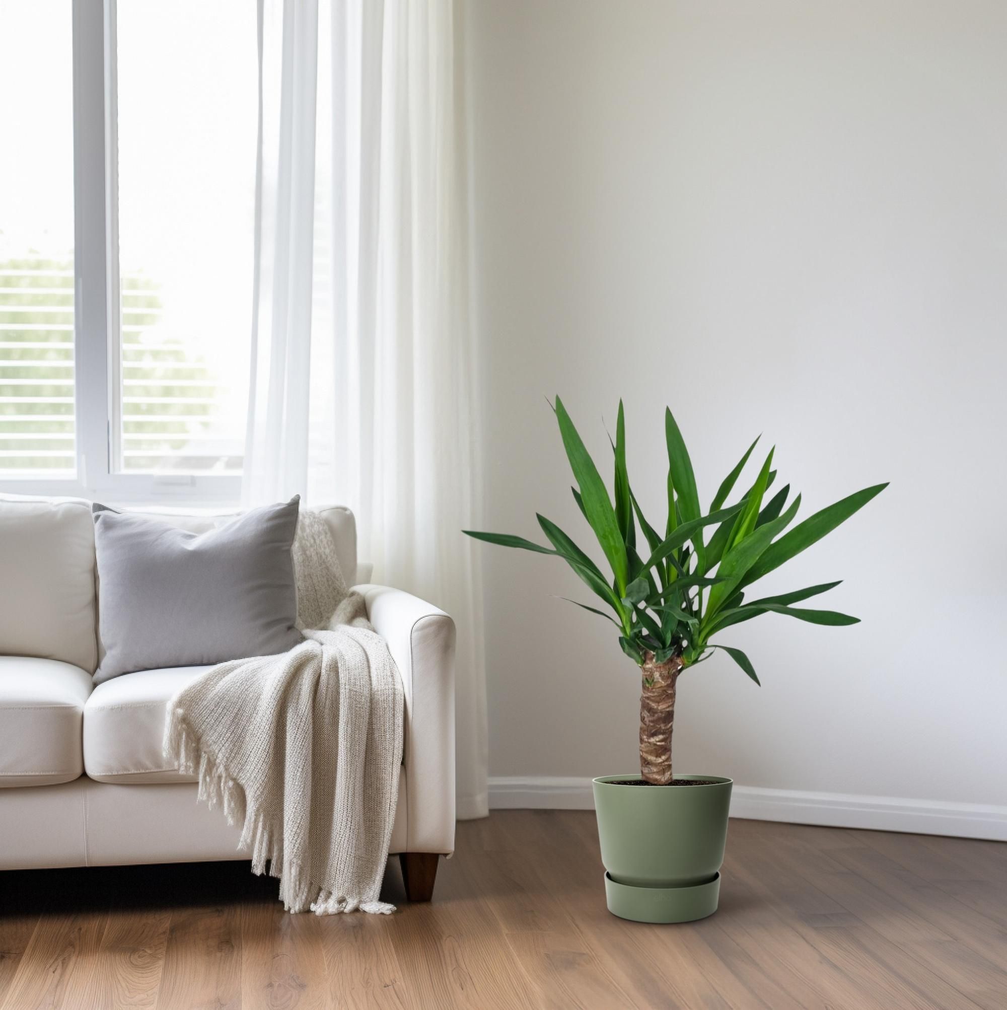 Elegante Yucca Zimmerpflanze mit Luftreinigung
