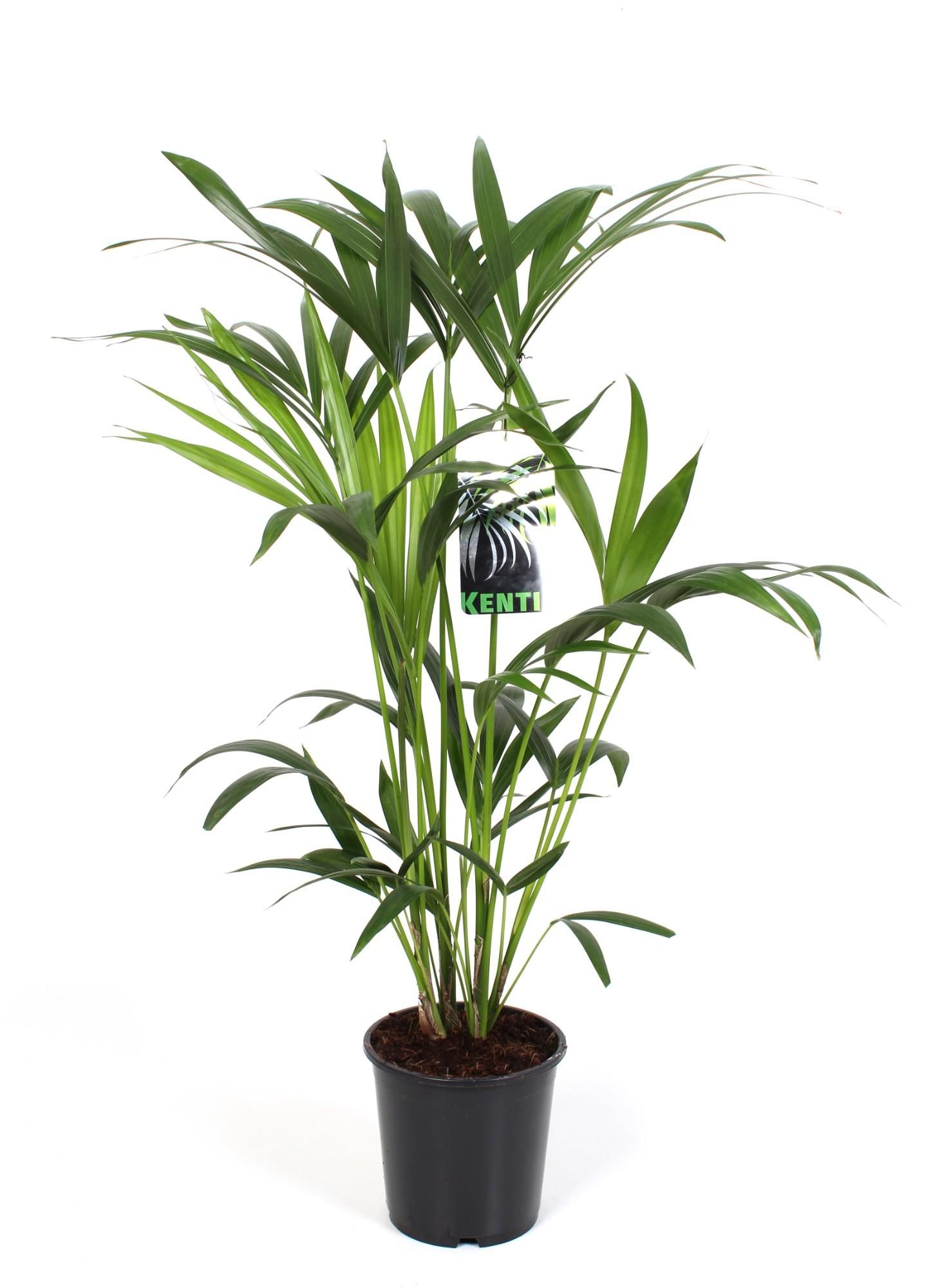 Kentia-Palme Howea Forsteriana