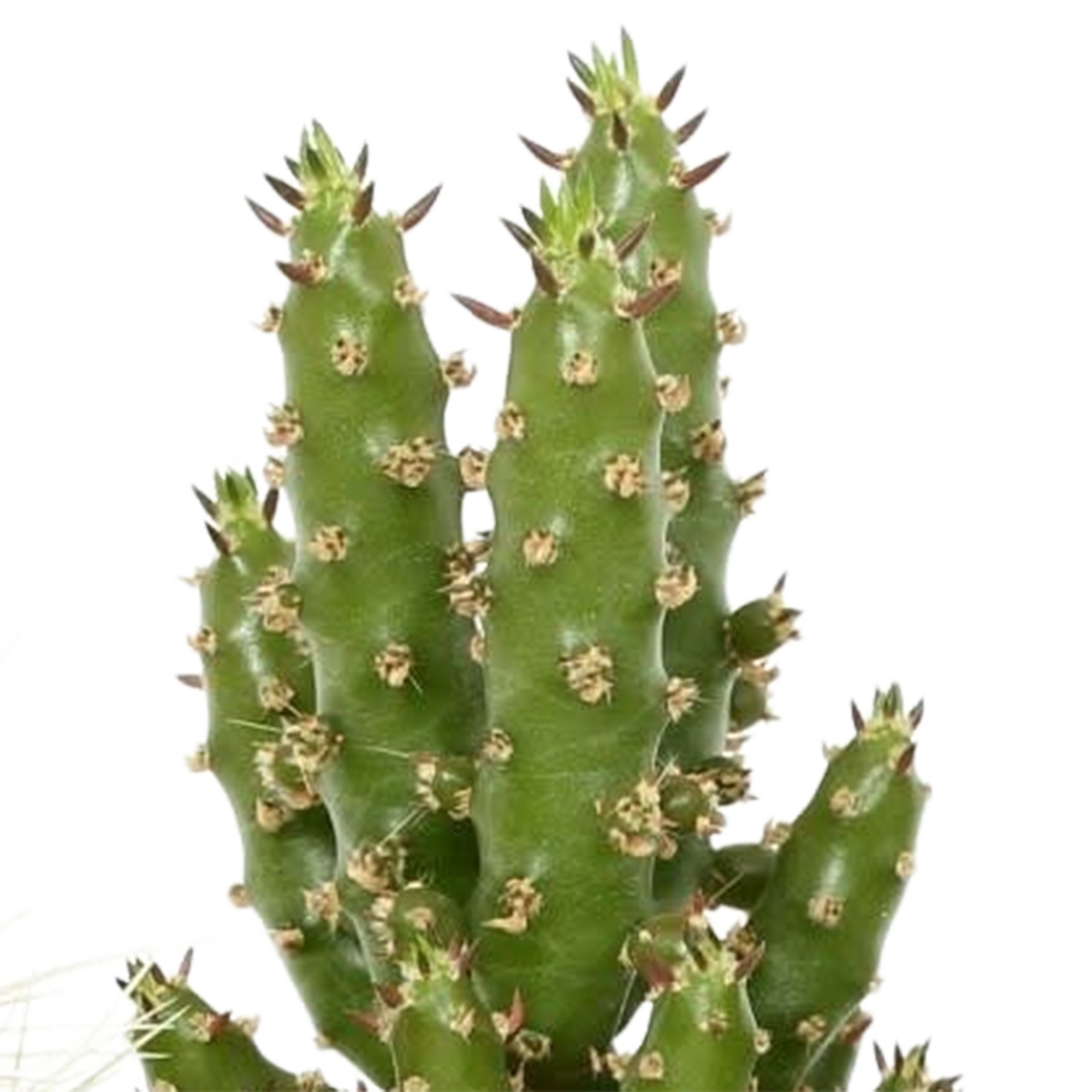 Kakteenmischung in handbemaltem Mexikanischen Topf