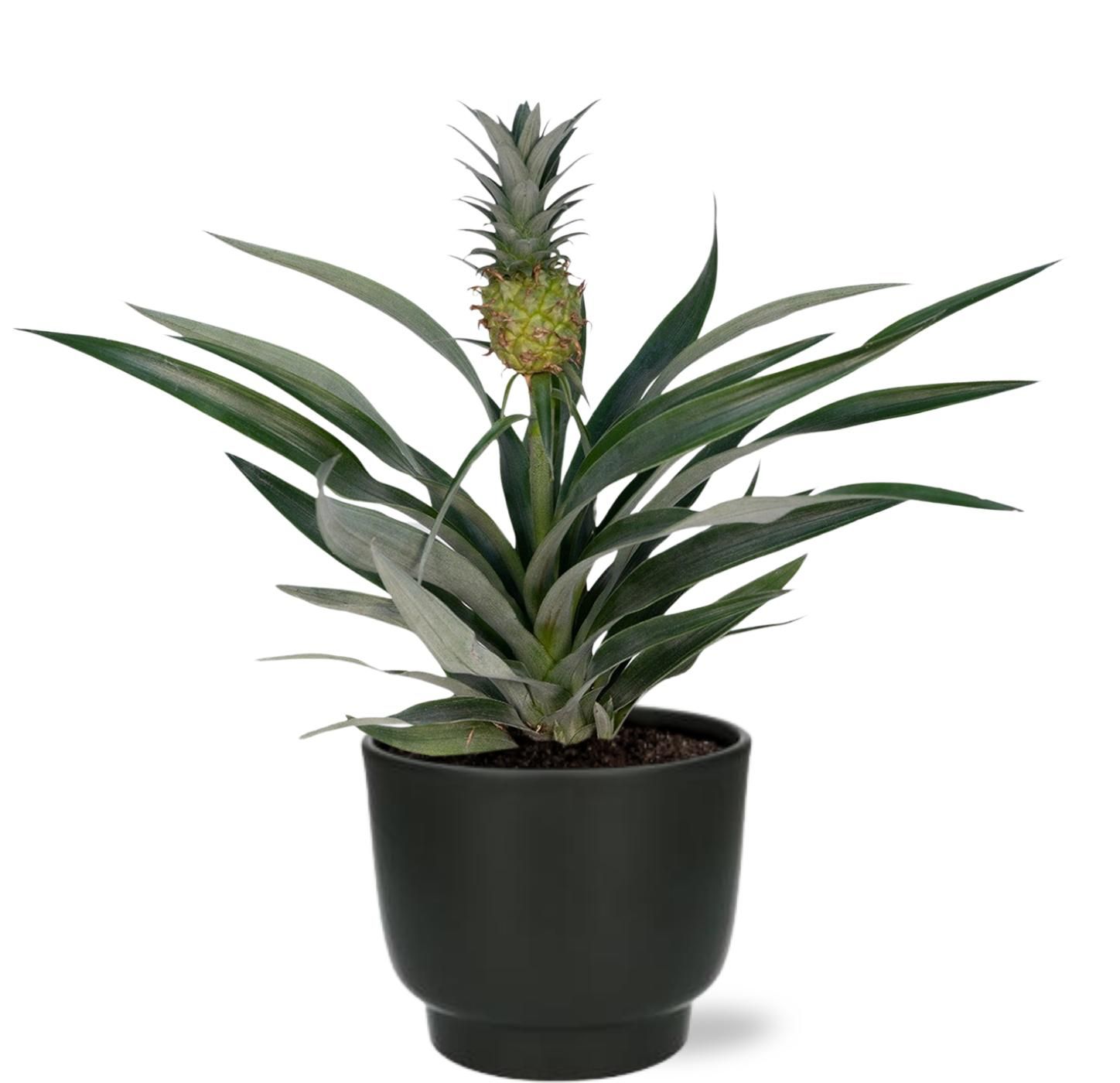 Bromelia Ananas Pflanze – Topf Schwarz – Ø12cm – ca. 30cm Hoch