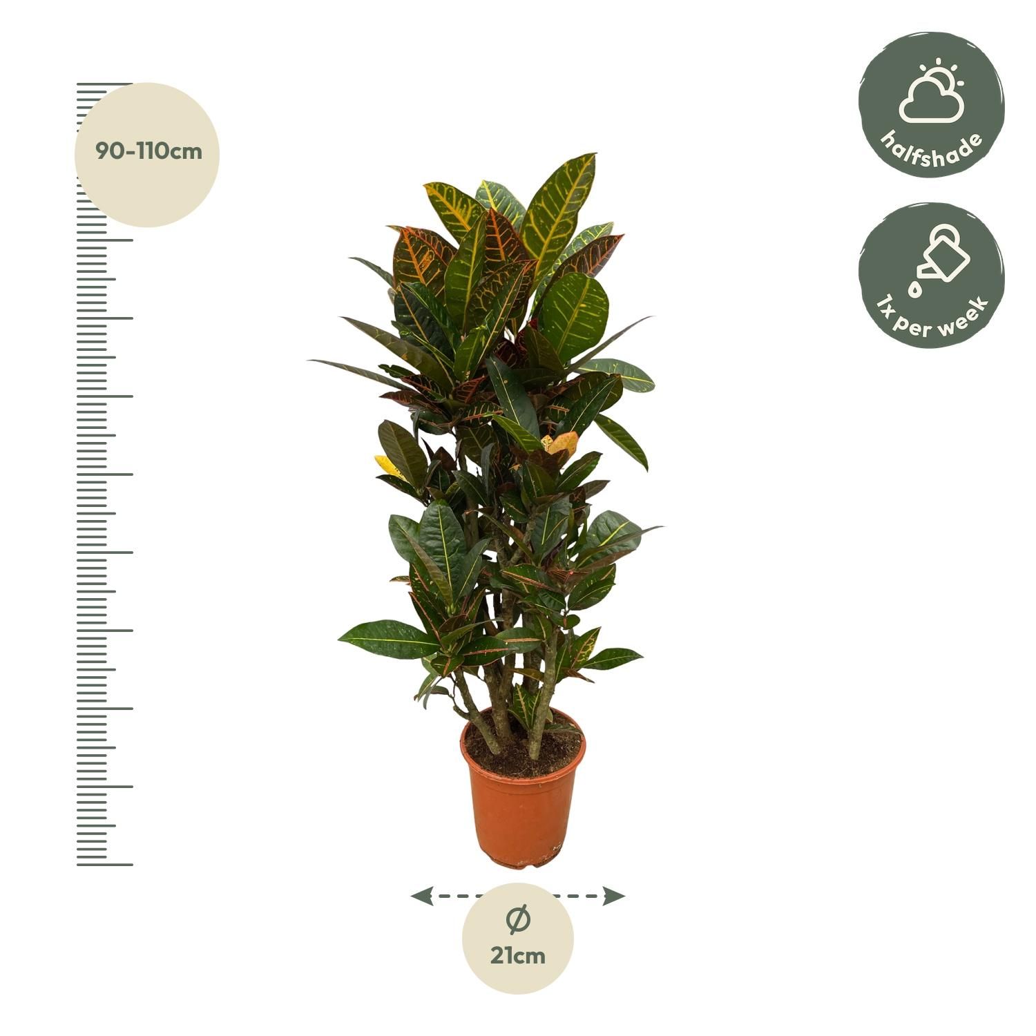 Codiaeum Croton Petra - Bunte Zimmerpflanze