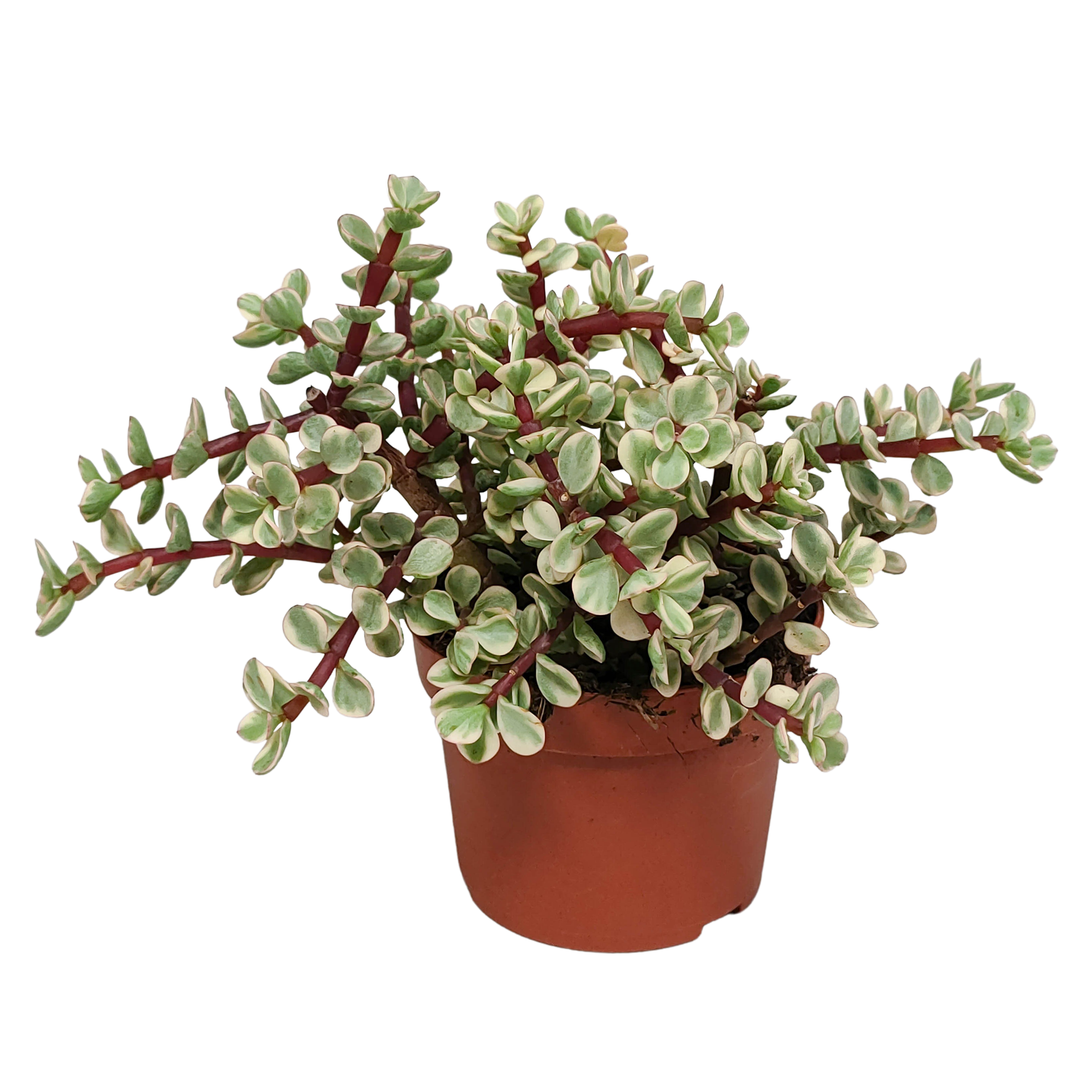 Portulacaria afra Variegata Sukkulente Pflanze