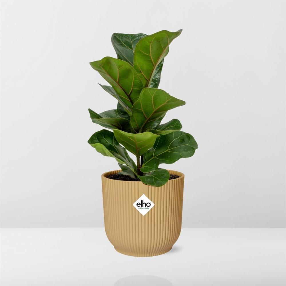 Ficus Lyrata Bambino in dekorativem ELHO Vibes Fold Topf