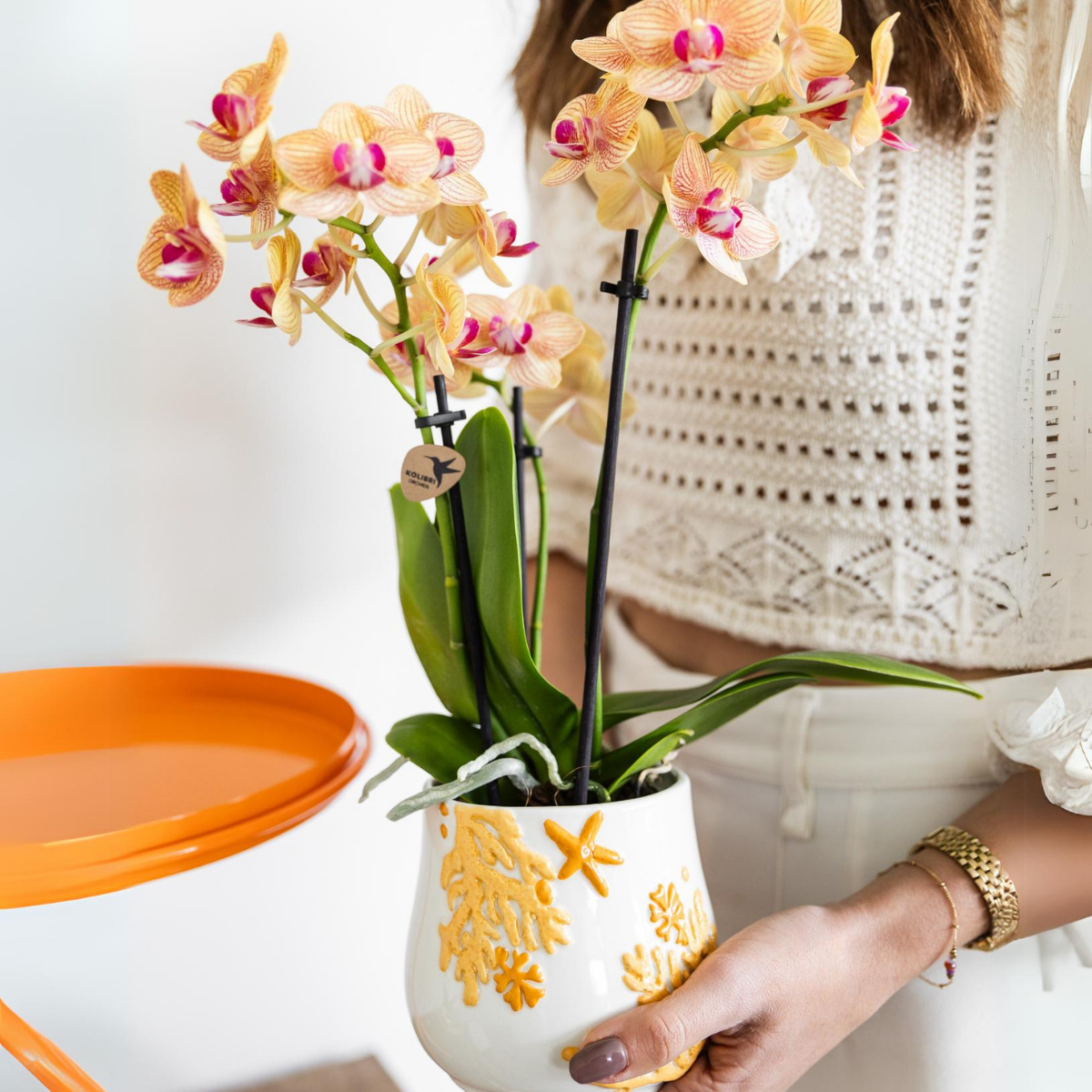 Phalaenopsis Orchidee Orange Multiflora