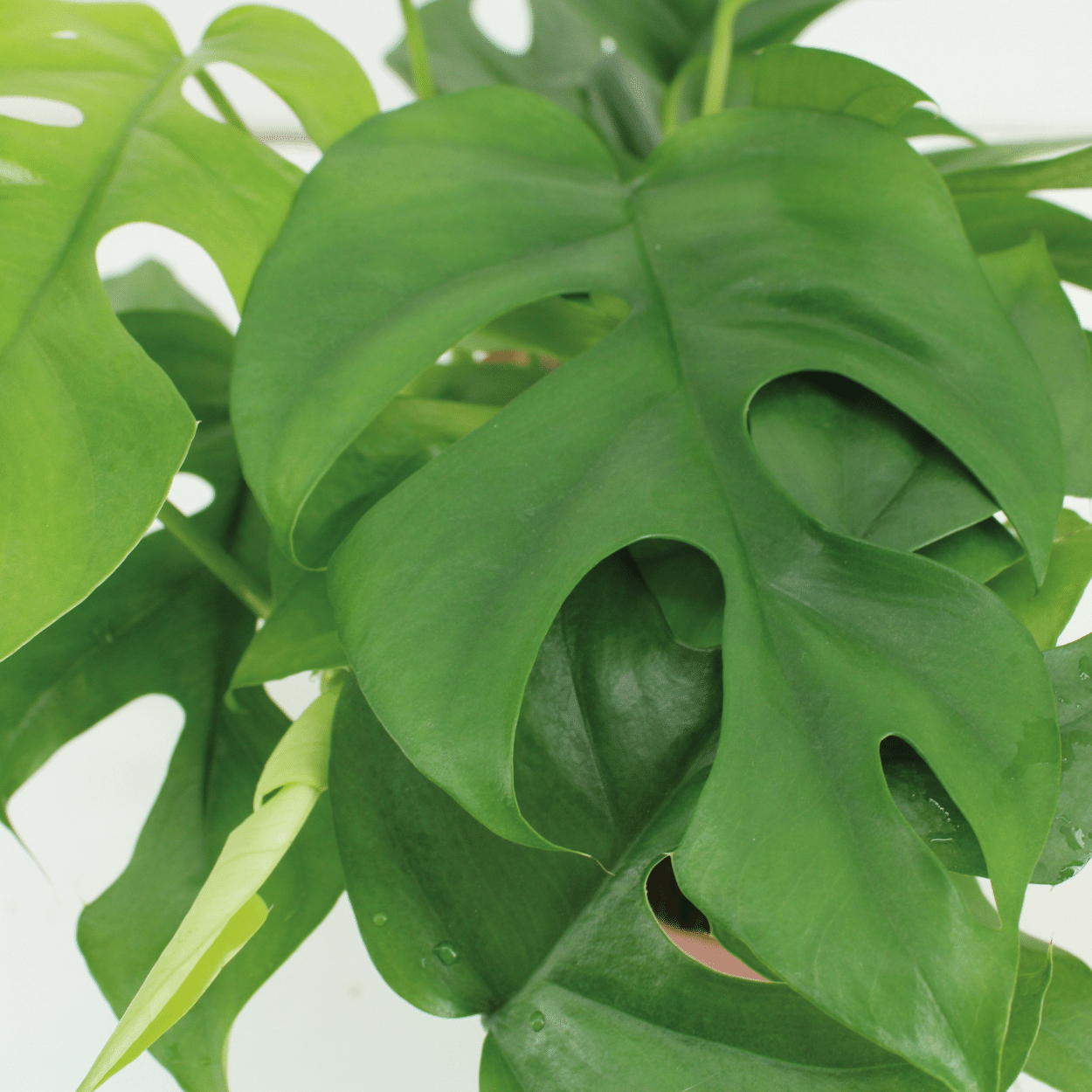 Monstera Minima Kokodama Hängetopf