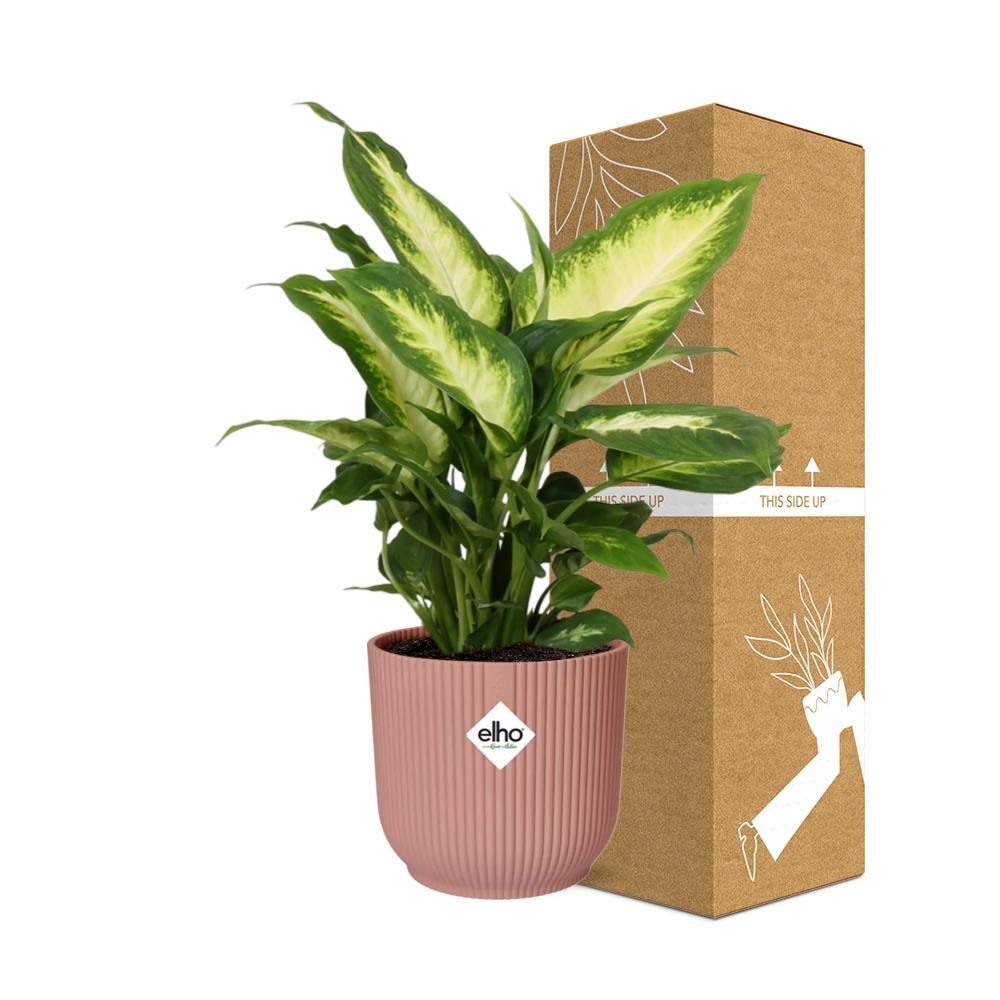 Dieffenbachia Camilla Zimmerpflanze im ELHO Vibes Fold Topf