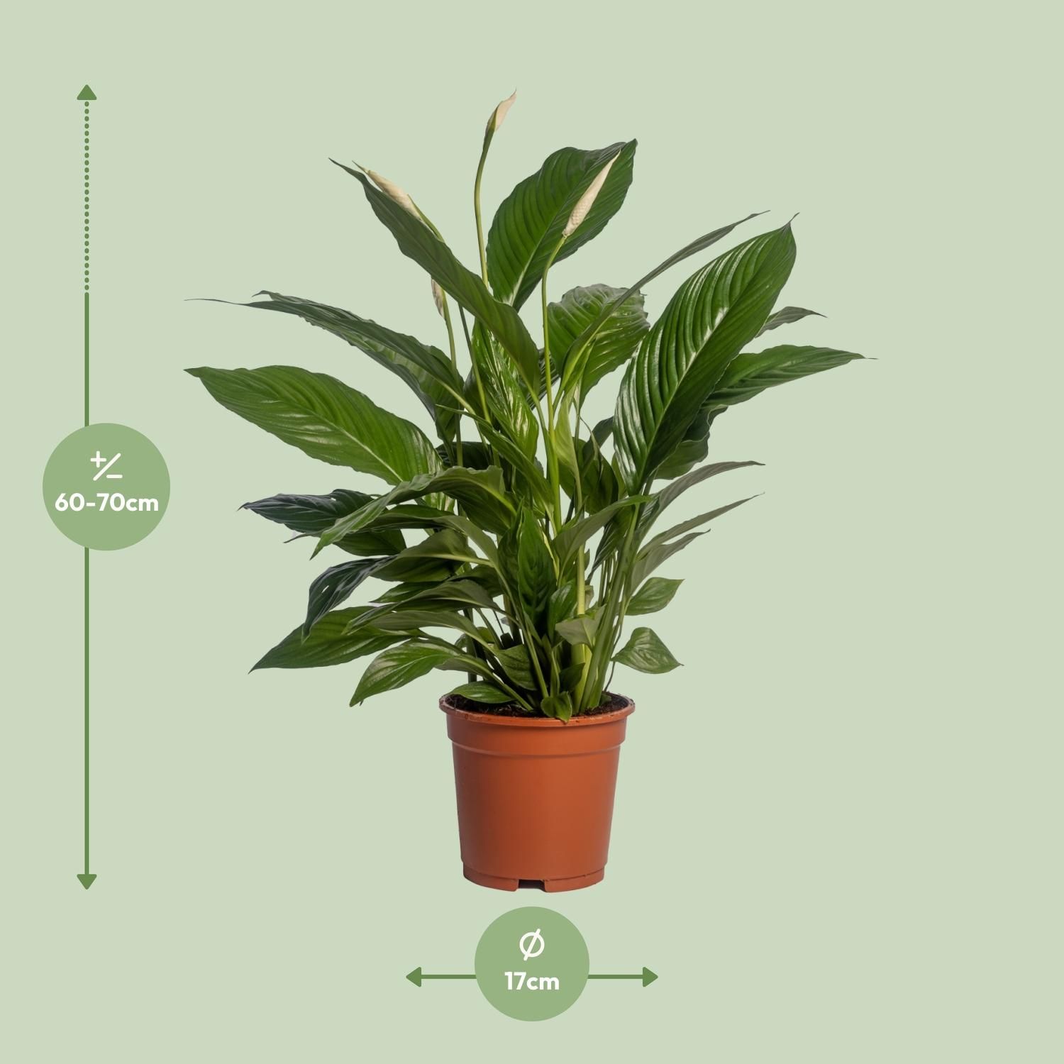 Spathiphyllum Vivaldi Friedenslilie Zimmerpflanze