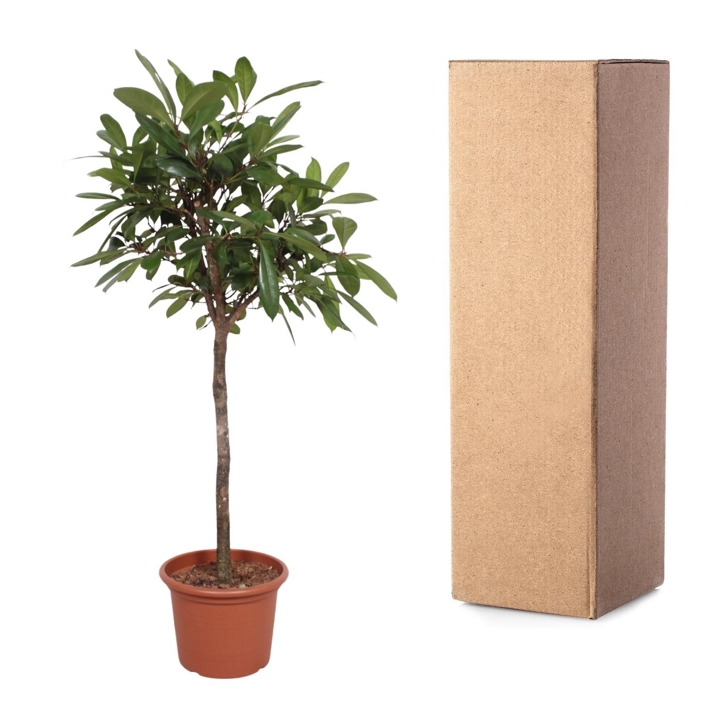 Ficus Cyathistipula Zimmerpflanze