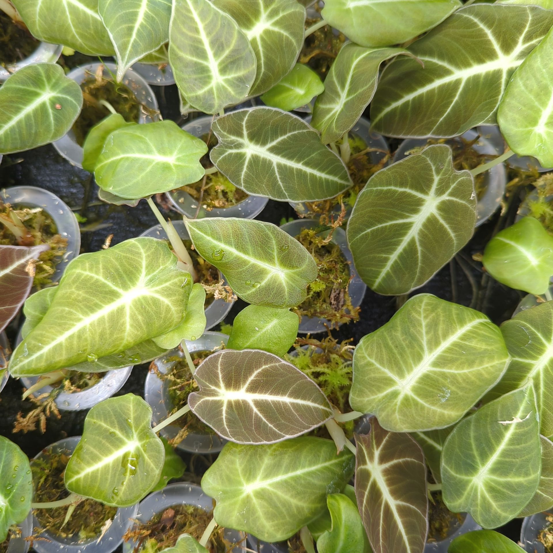 Baby Alocasia reginula Black Velvet + selbstbewässernder Übertopf
