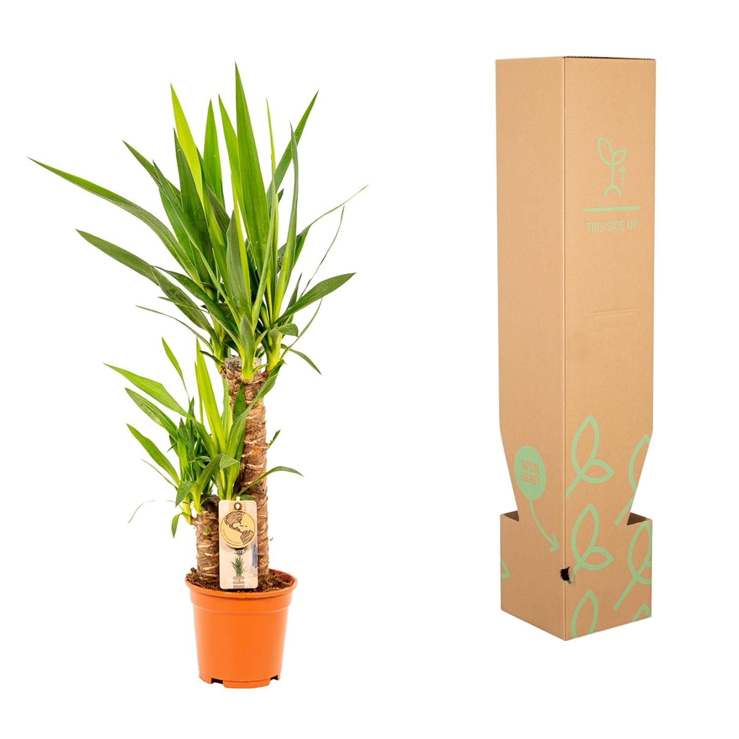 Yucca Palmlilie Zimmerpflanze – Robust & Pflegeleicht