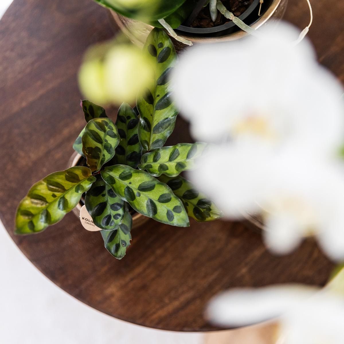 Calathea Makoyana grüne Zimmerpflanze