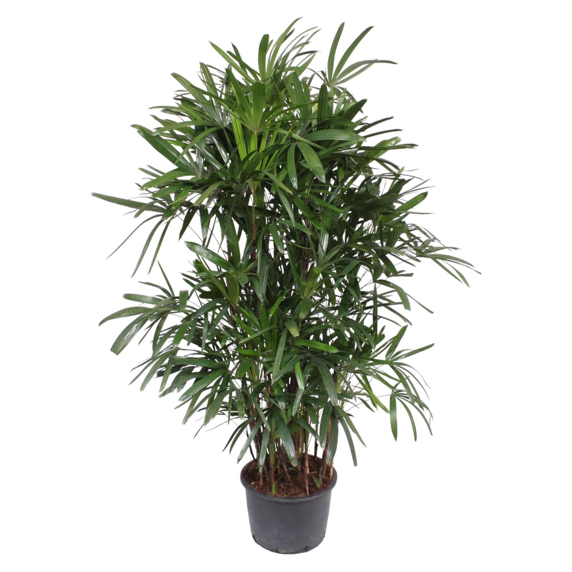 Damenpalme Rhapis Excelsa elegante Zimmerpflanze