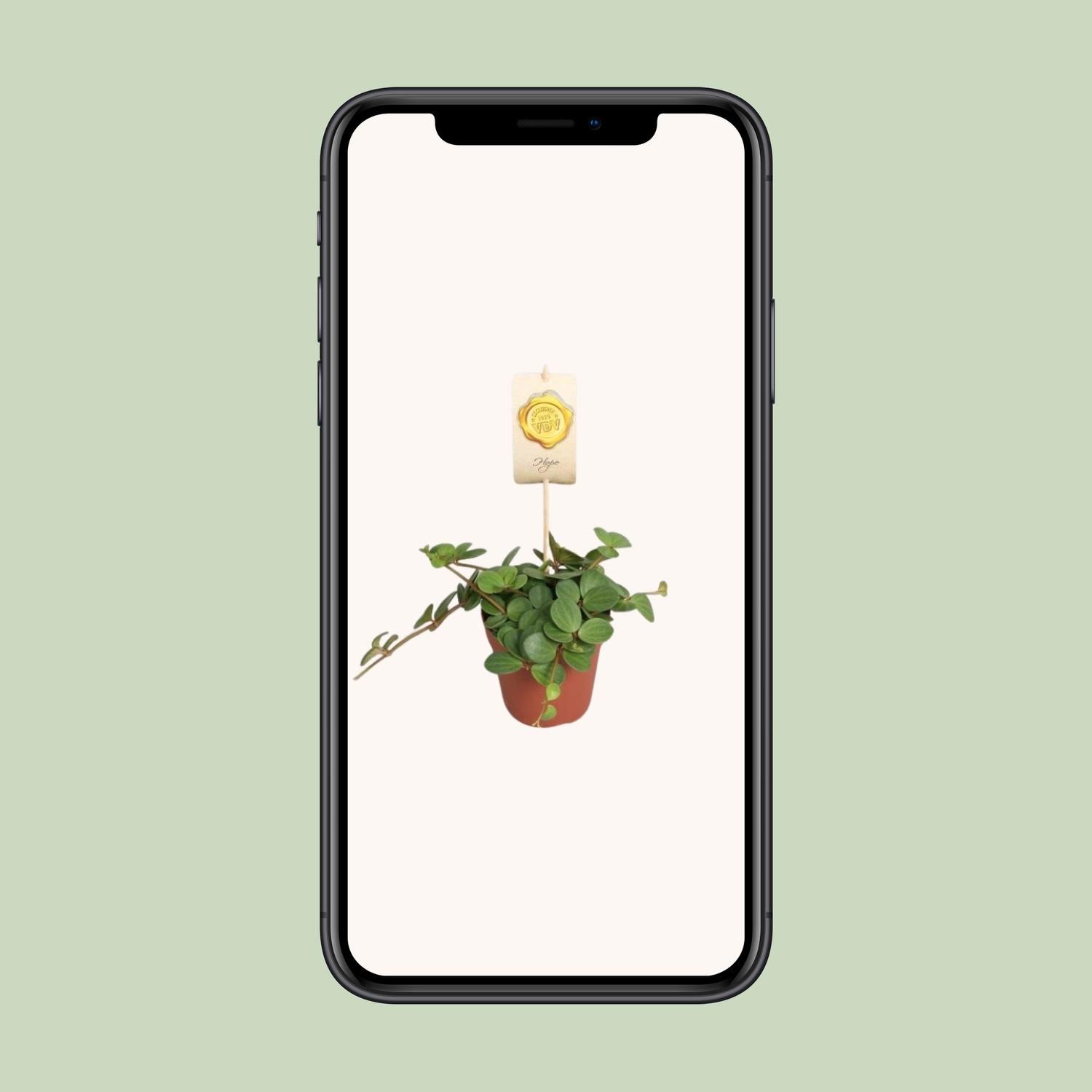Peperomia Hope - Pflegeleichte Zimmerpflanze mit eleganten Blättern