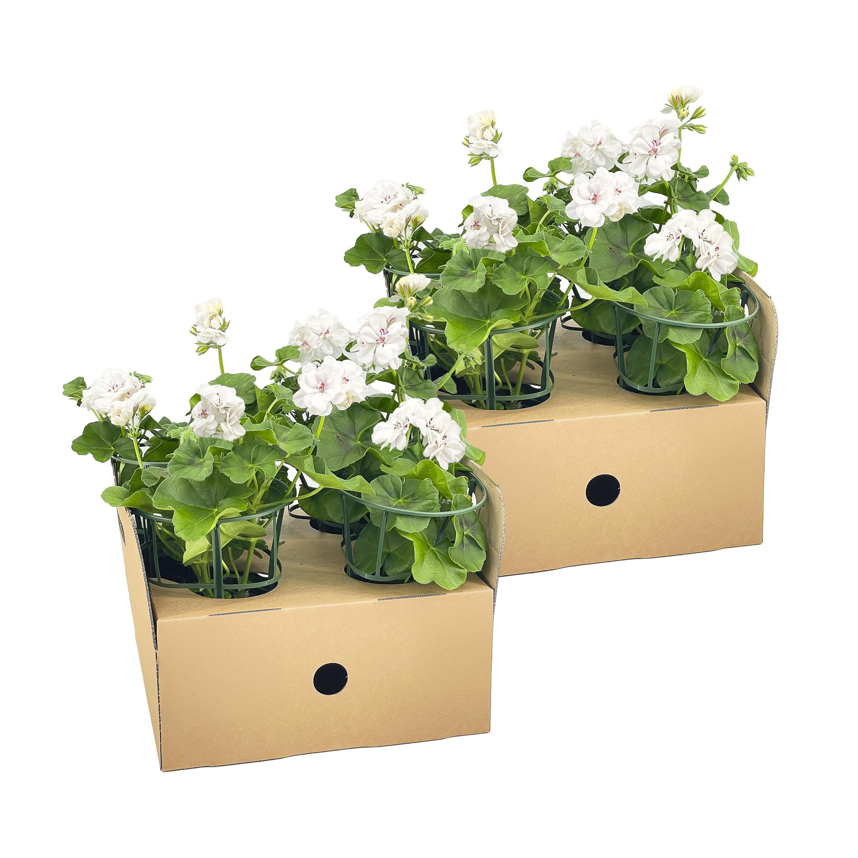 8x Hängegeranien Weiß Ø12 cm — Hängende Balkonblumen für draußen