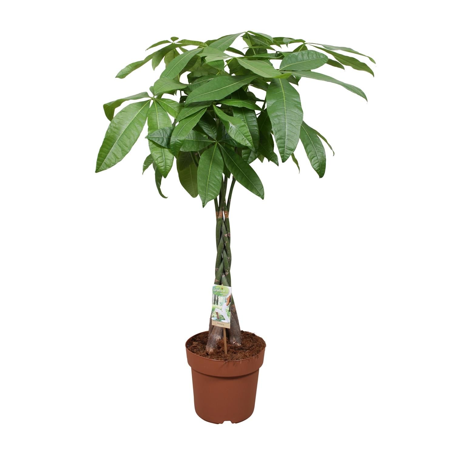 Pachira Aquatica Zimmerpflanze