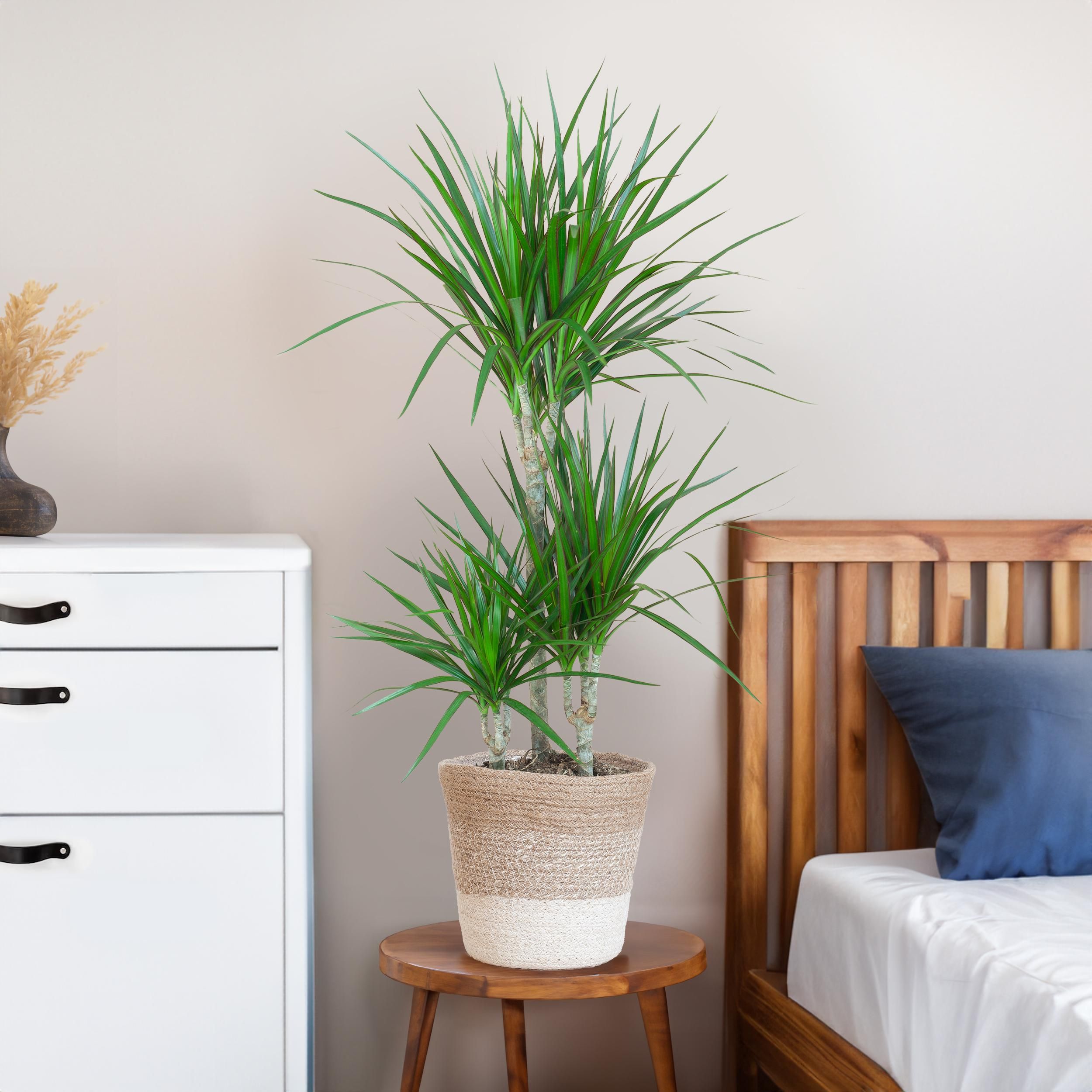 Dracaena Marginata Zimmerpflanze mit weißem Lissabon-Korb
