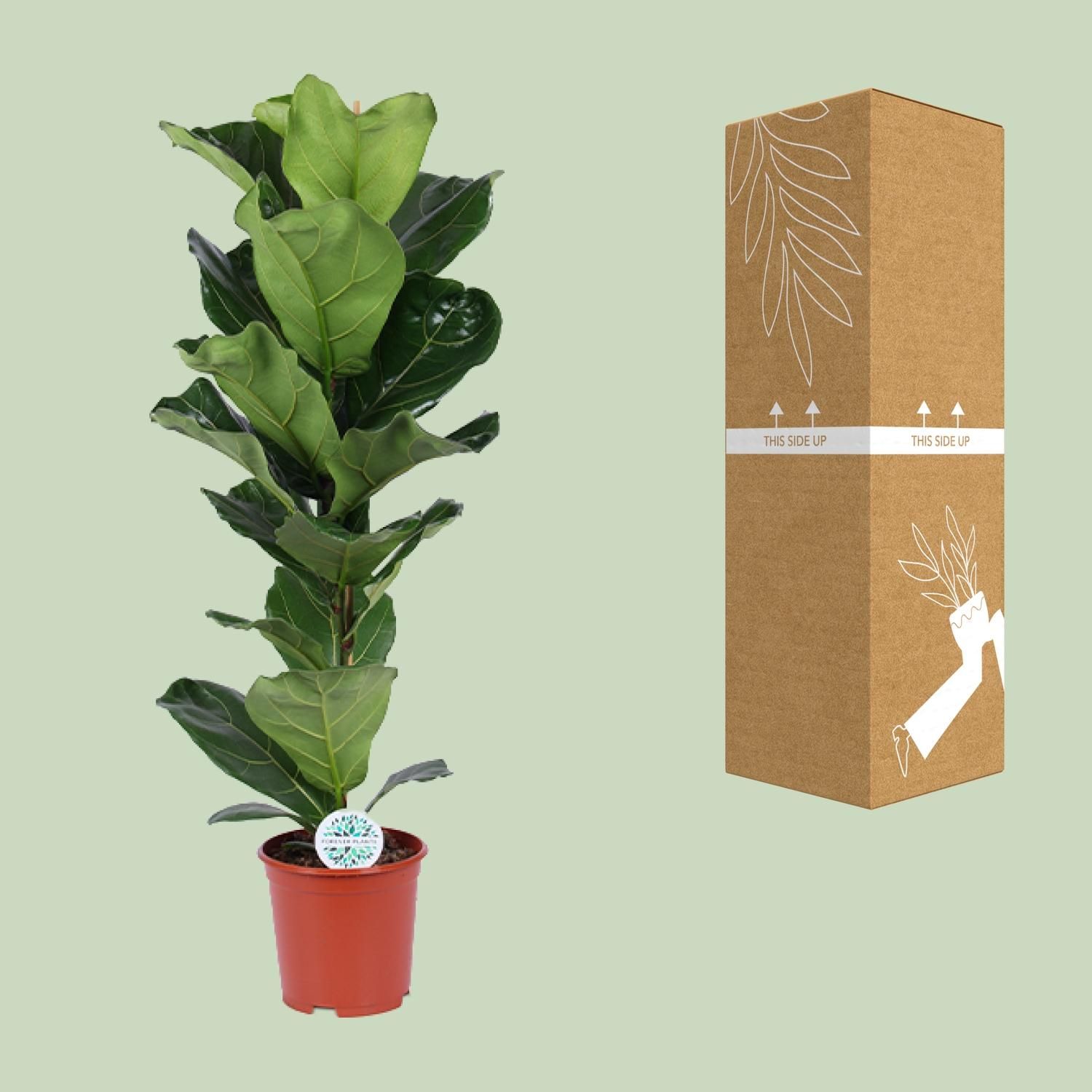 Ficus Lyrata Zimmerpflanze mit großen Geigenblättern