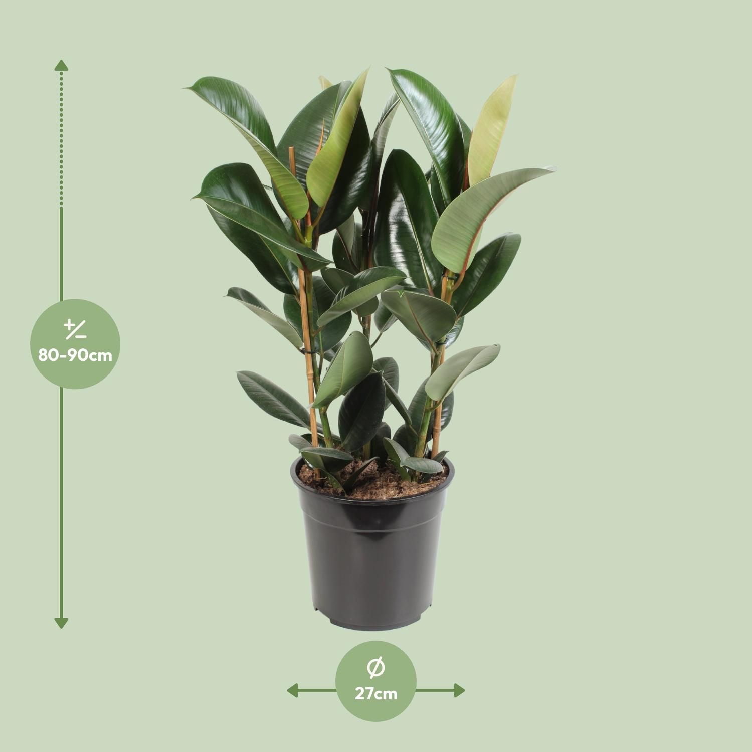 Ficus Elastica Robusta Zimmerpflanze