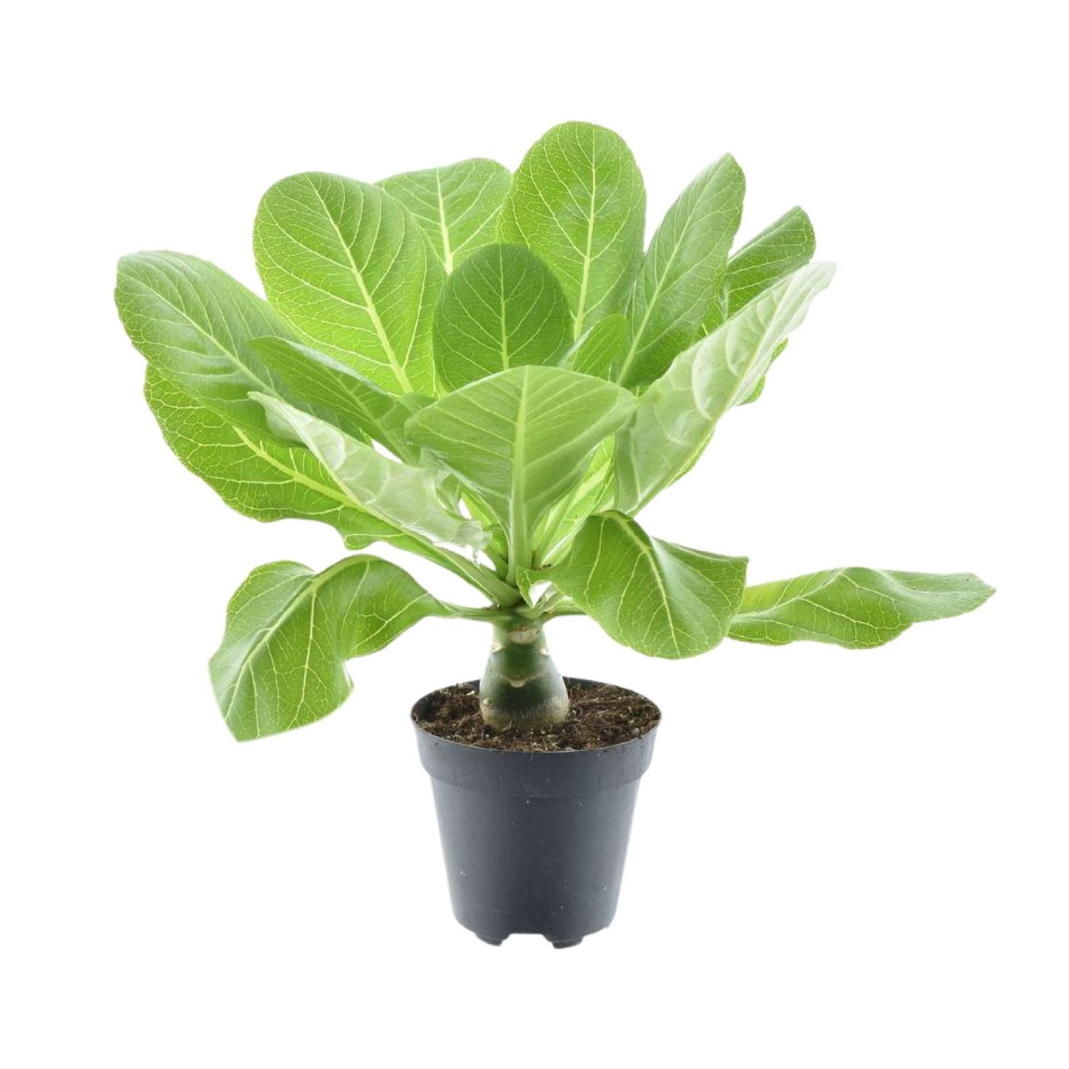 Hawaii Palme P12 – Ø12cm Topf – ↕37cm Wuchshöhe