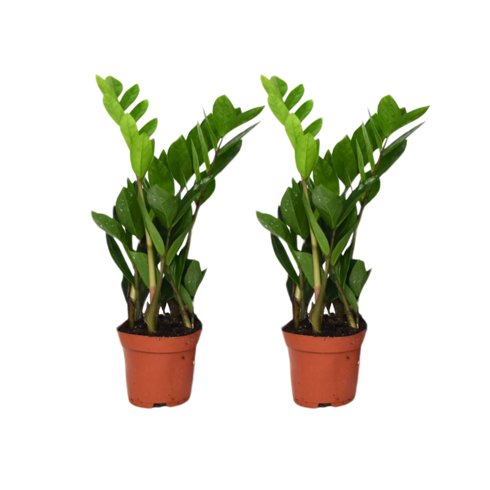 Zamioculcas Zamiifolia Zimmerpflanze