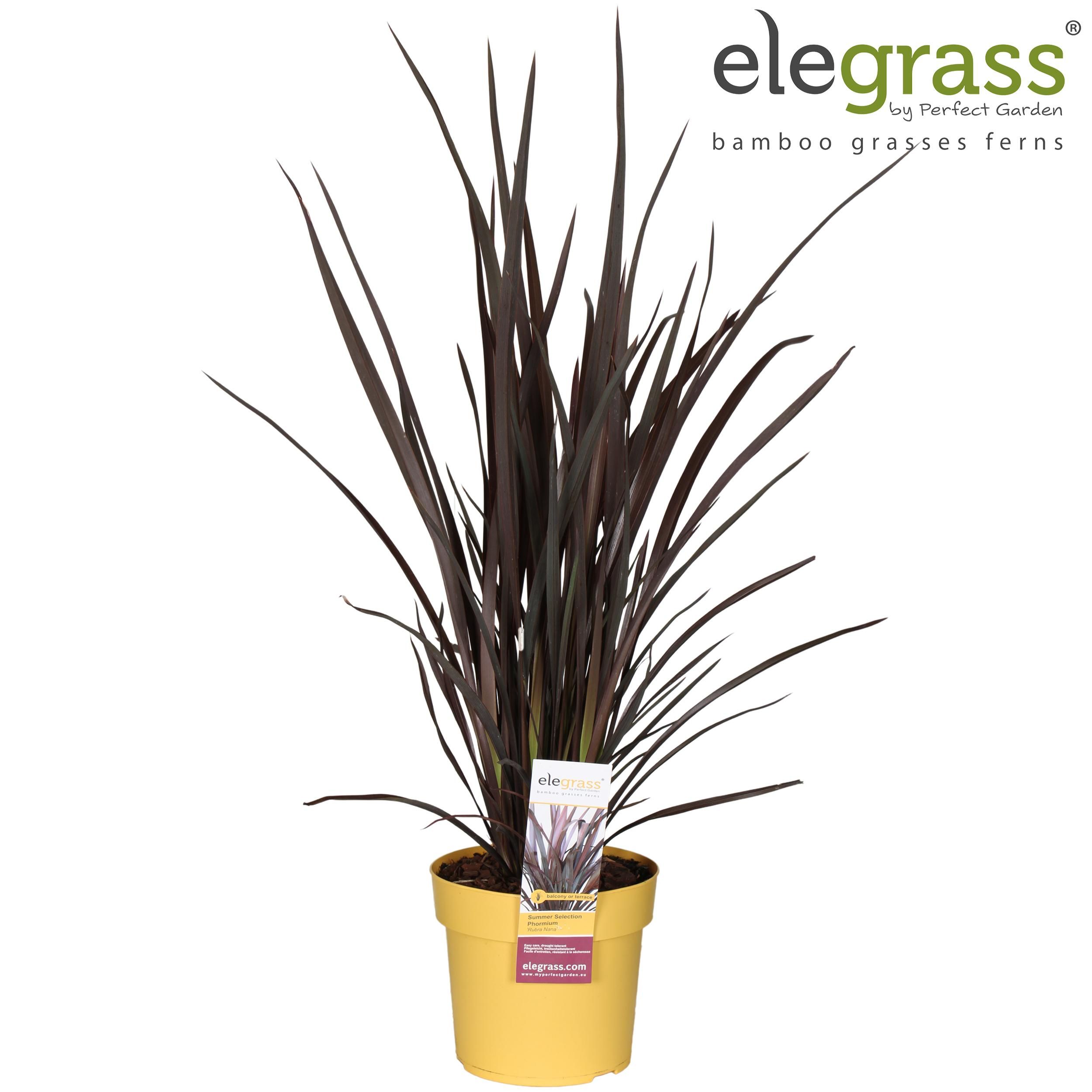 Phormium Rubra Nana - elegante rote Schwertpflanze