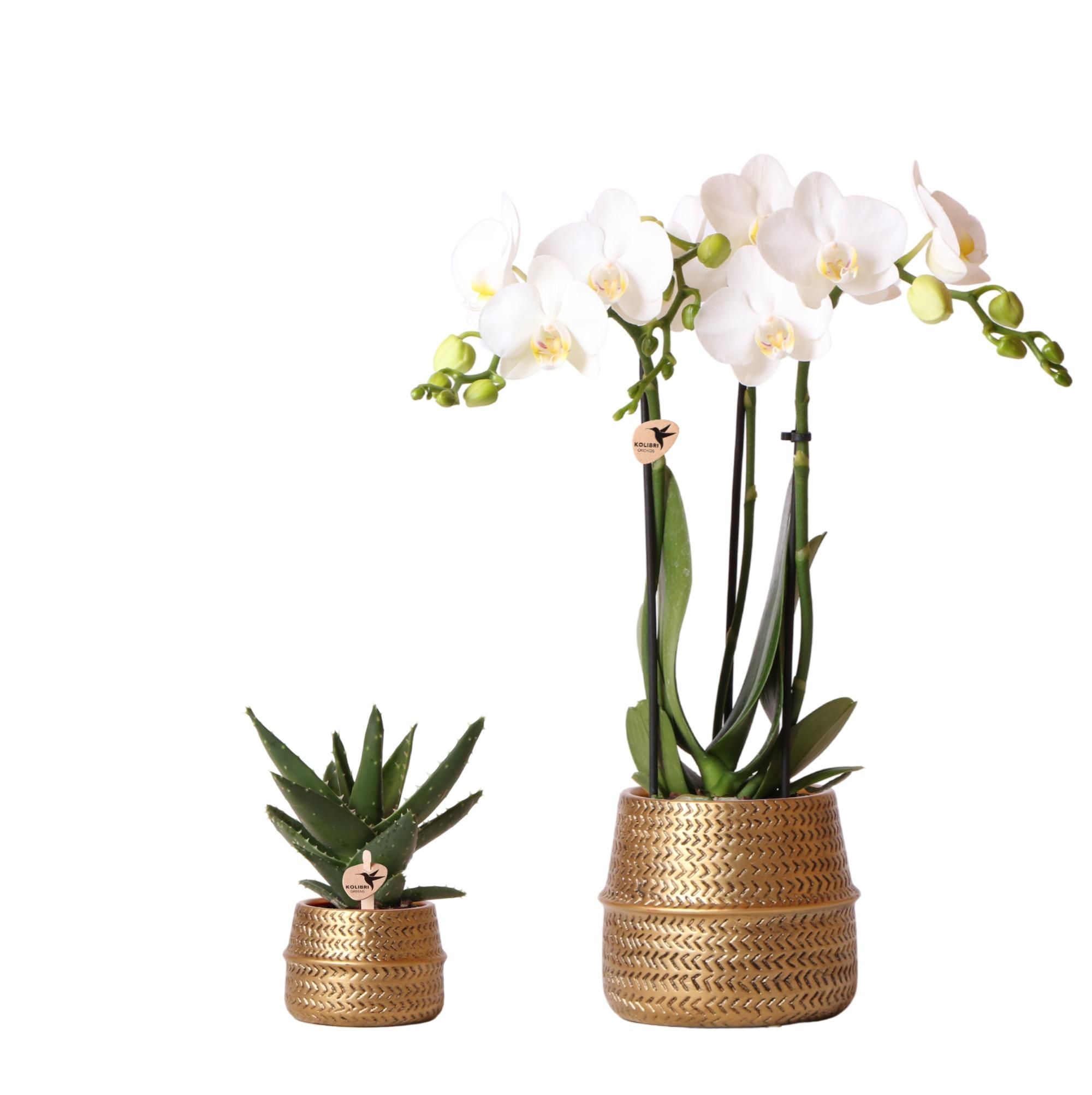 Phalaenopsis Orchidee und Aloe Sukkulente im Goldtopf