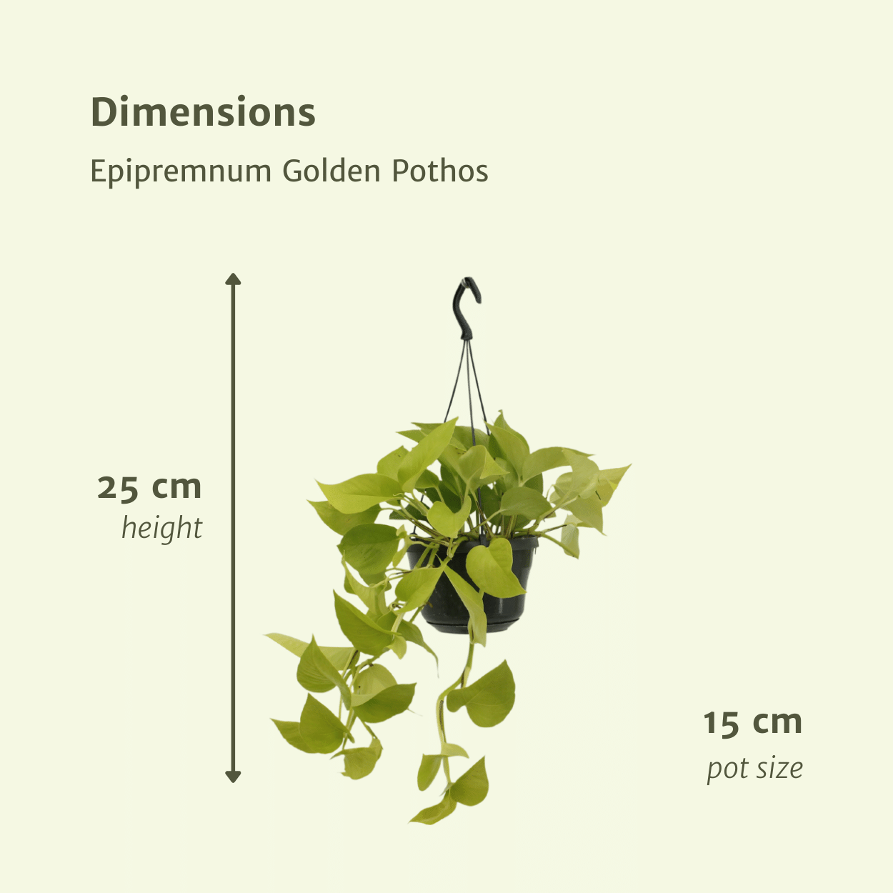 Epipremnum Golden Pothos Zimmerpflanze