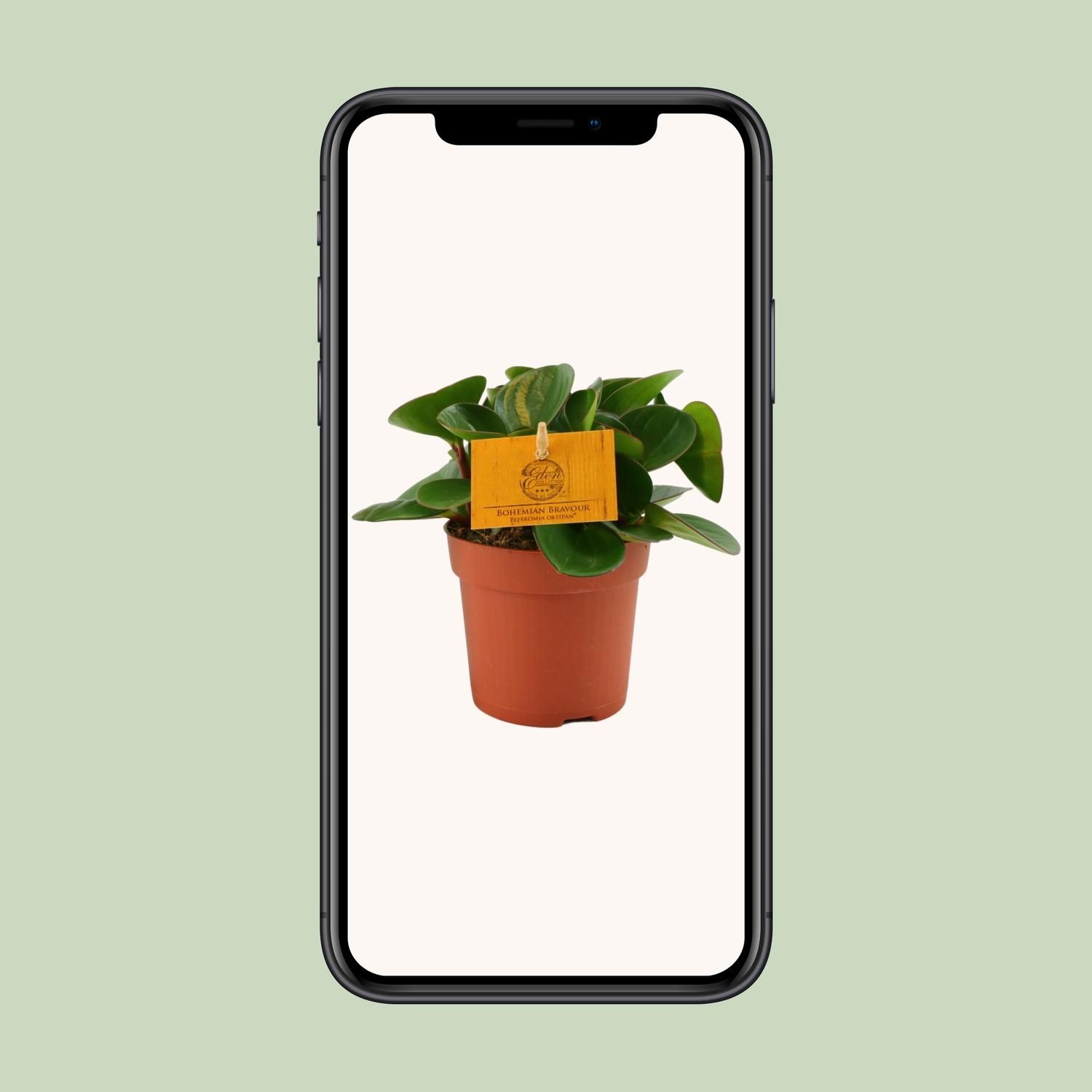 Peperomia Obtipan Zimmerpflanze mit glänzenden Blättern