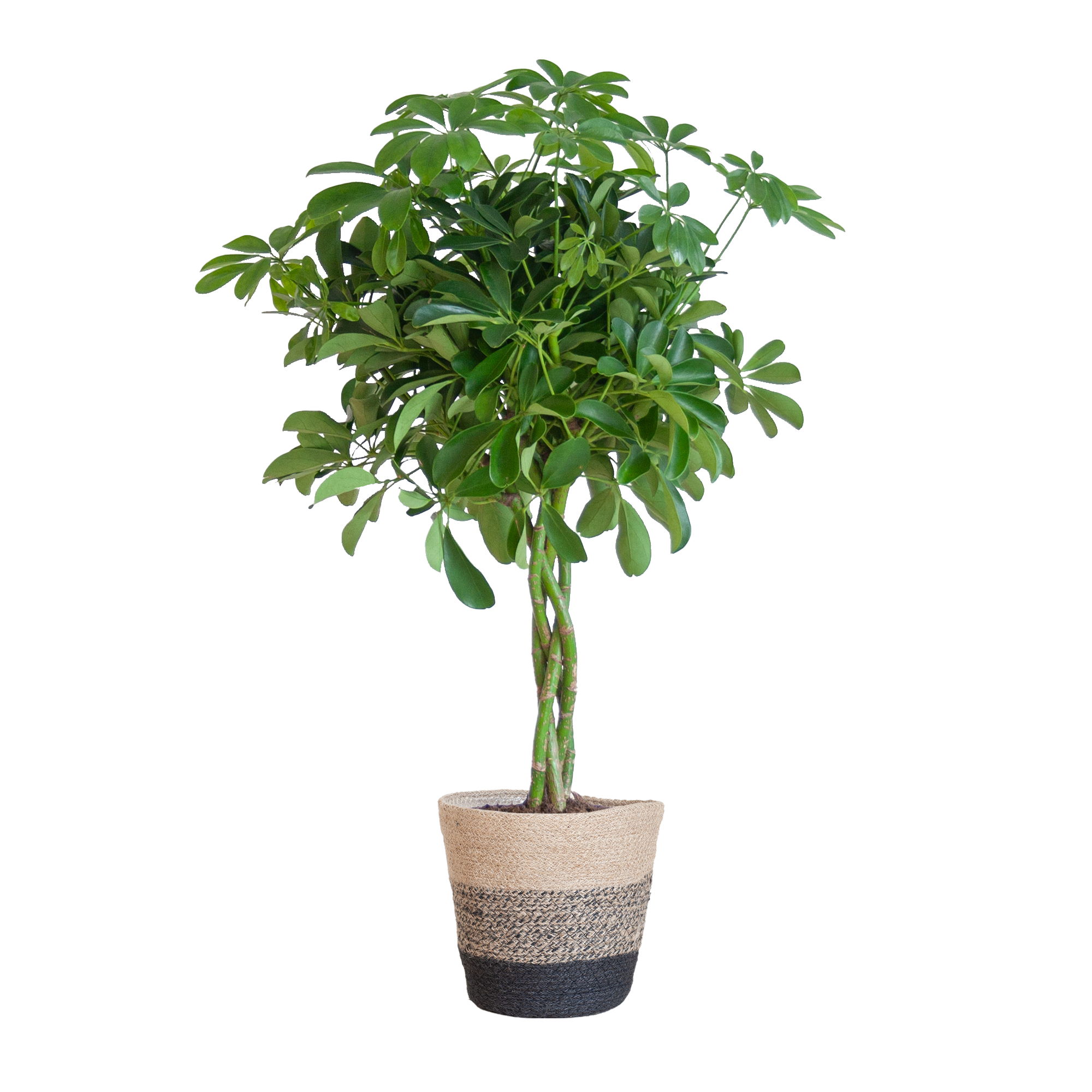 Schefflera Arab Nora mit Korb Lissabon Schwarz – 70cm – Ø21