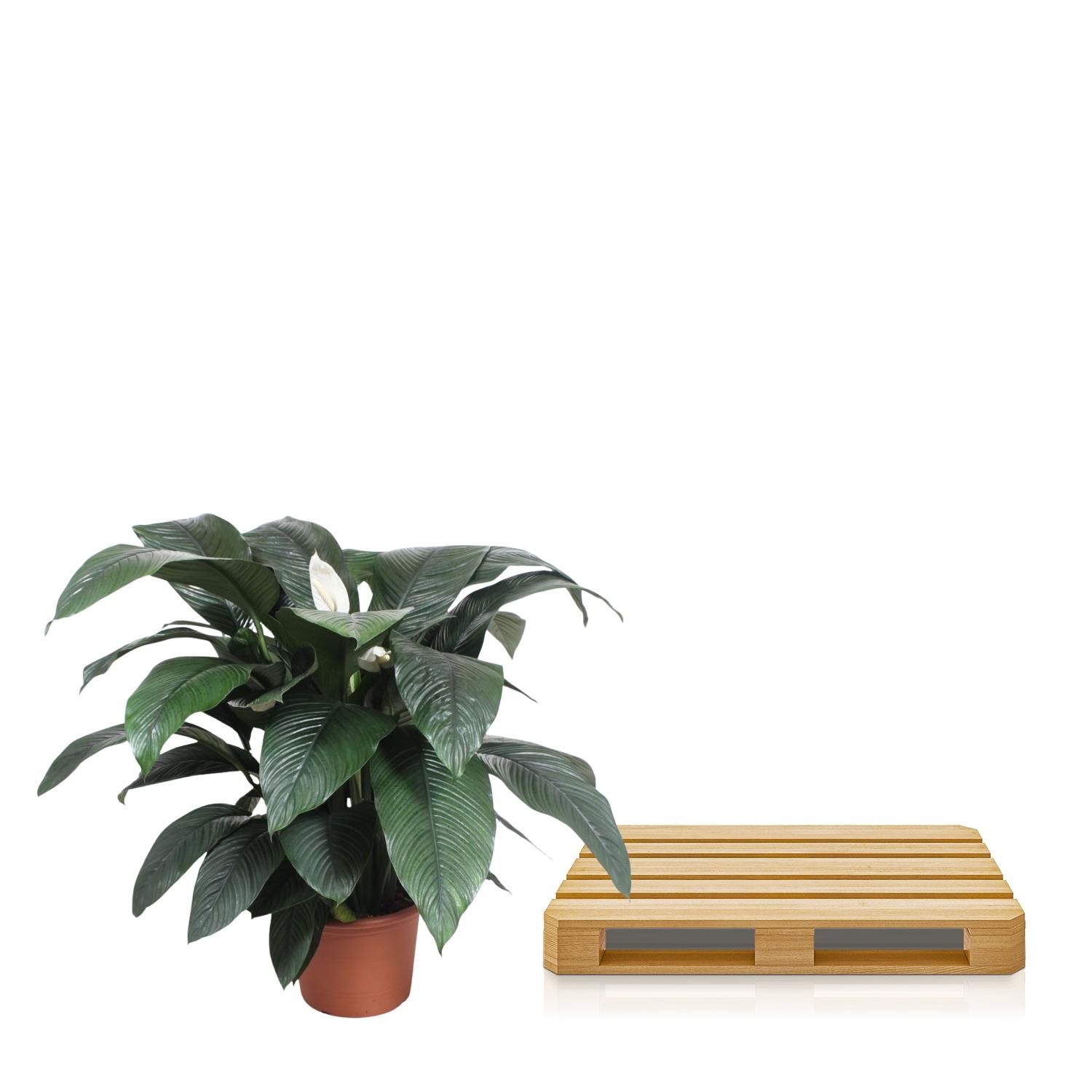 Spathiphyllum Sensation - Elegante Grünpflanze mit silvermarmorierten Blättern