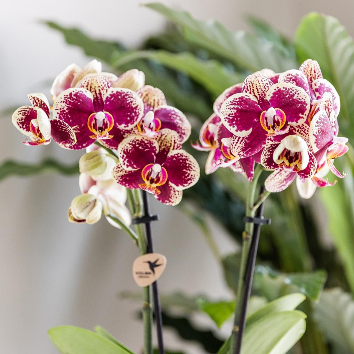 Phalaenopsis Orchidee Gelb-Rot