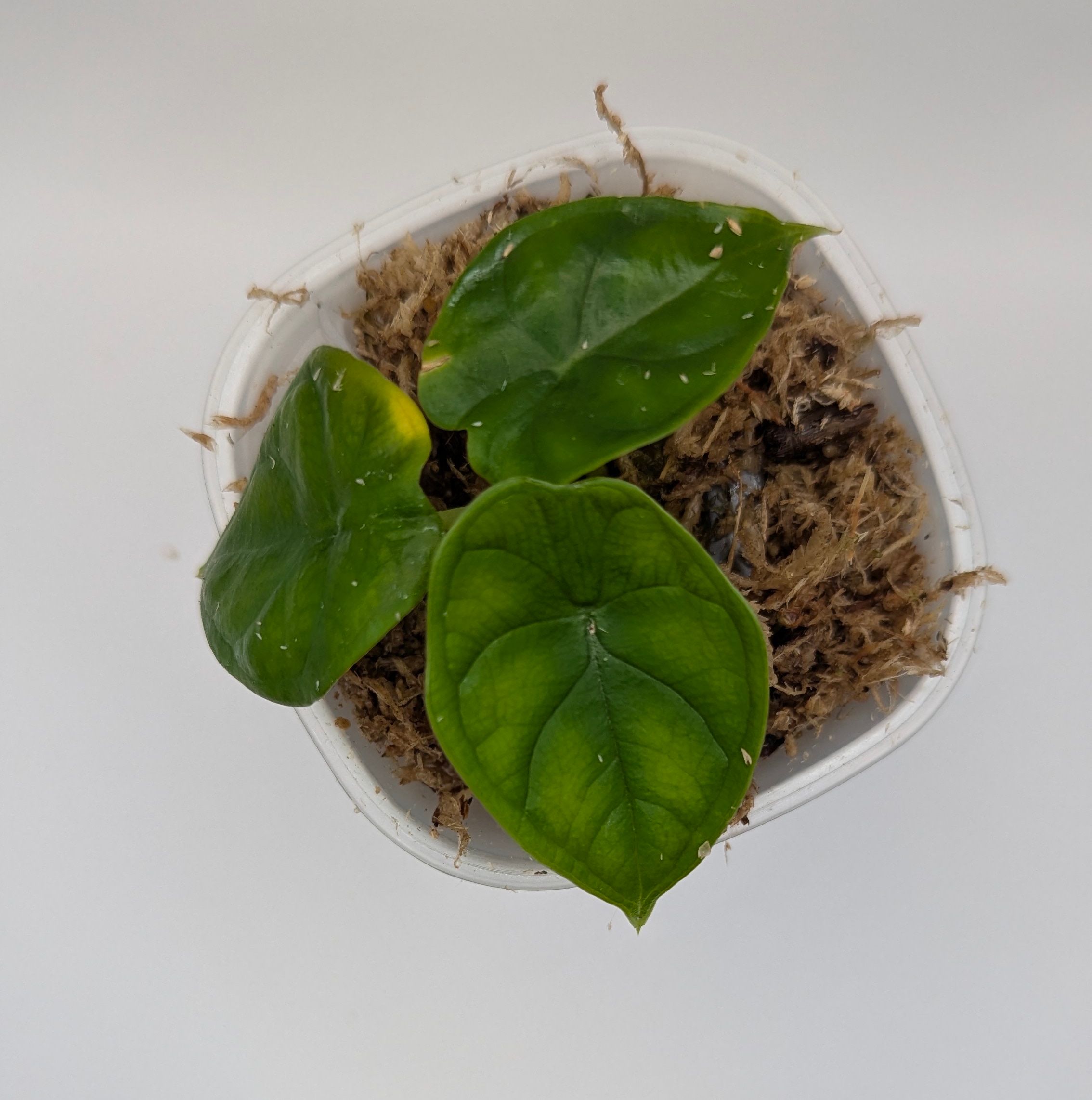 Alocasia baginda Aegis