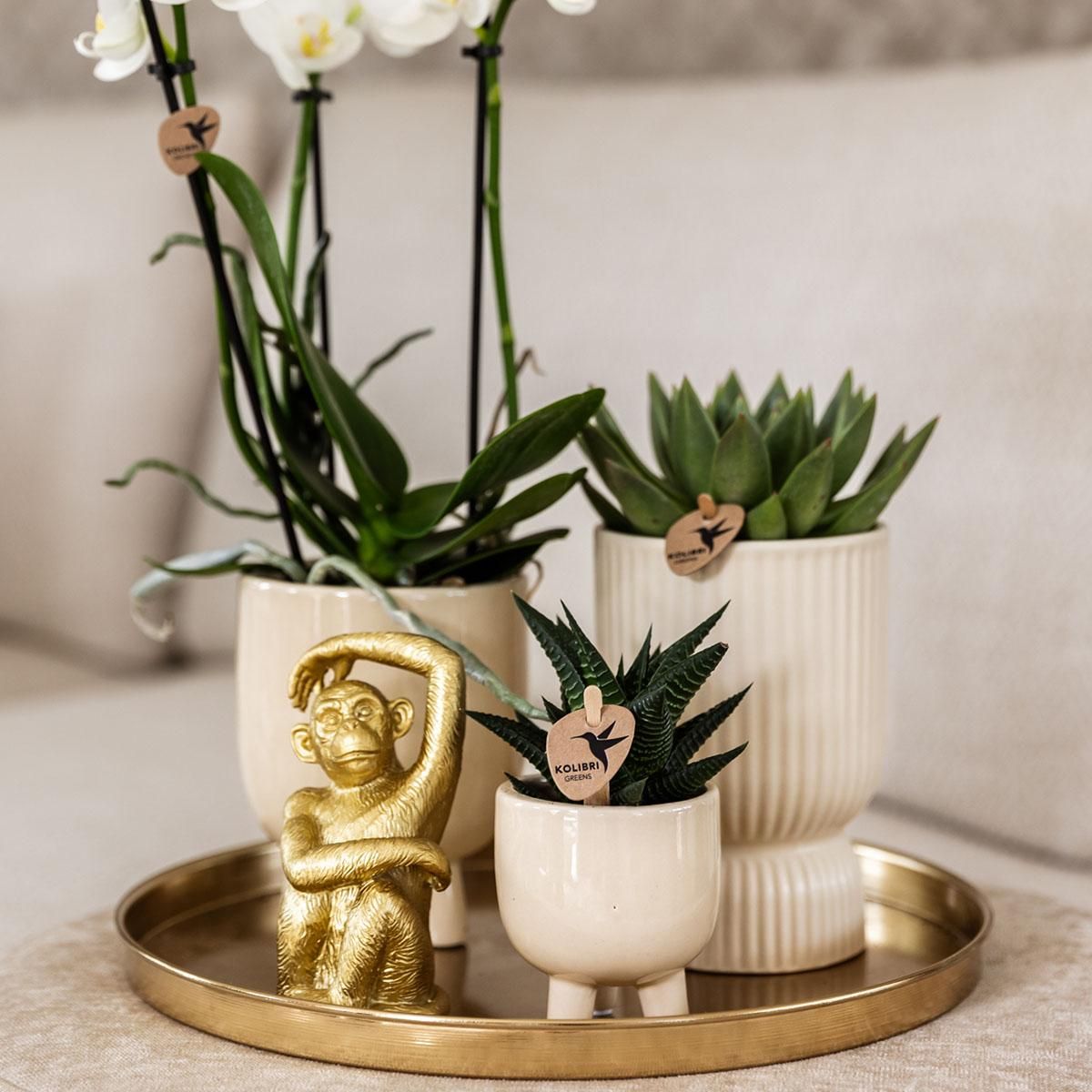 Phalaenopsis Orchidee mit Sukkulenten Luxury Living Set