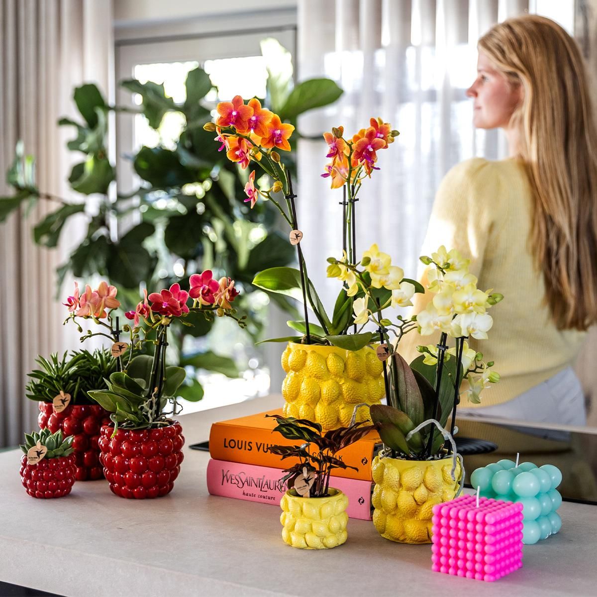 Phalaenopsis Orchidee Gelb im Citrus Ziertopf