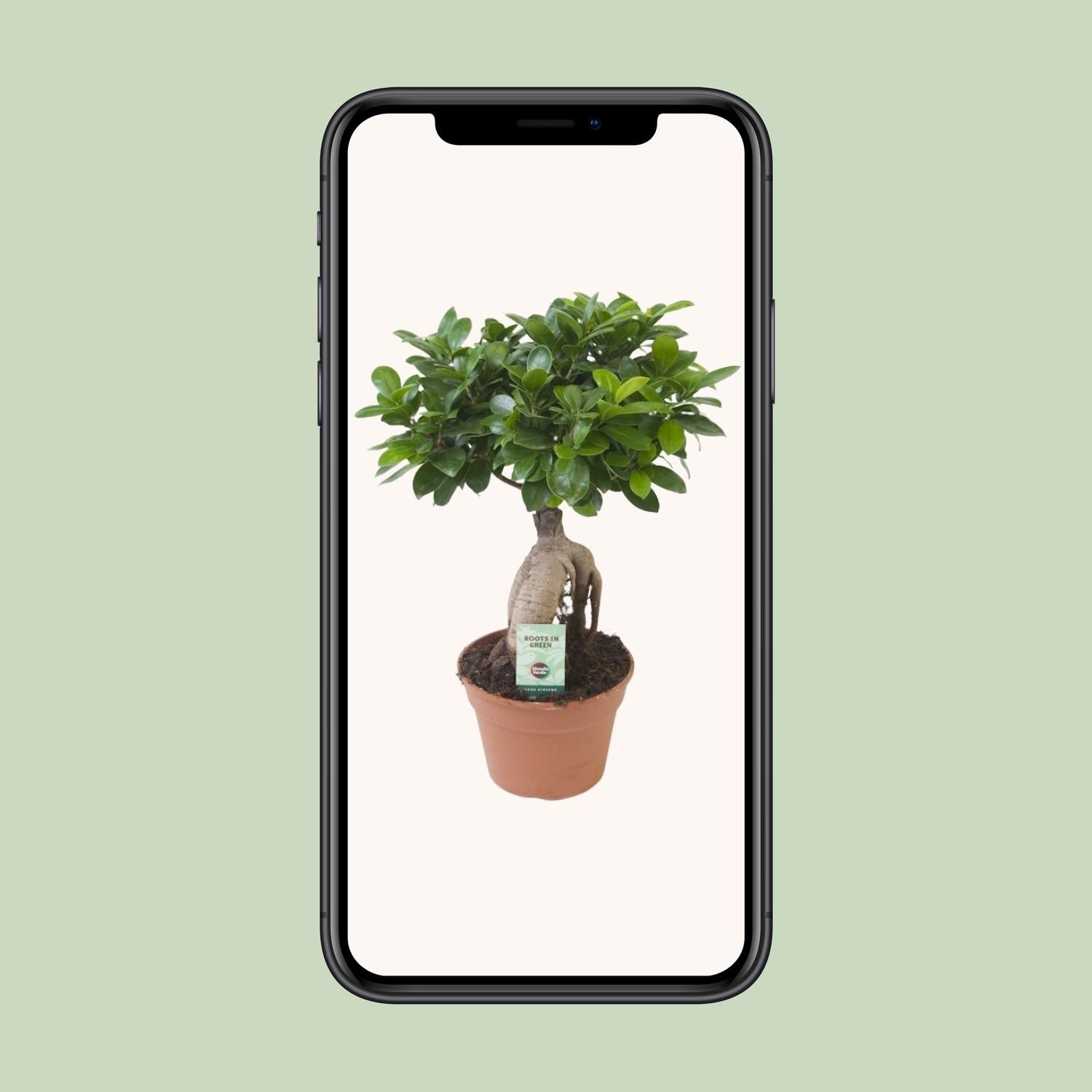 Ficus Ginseng Zimmerpflanze