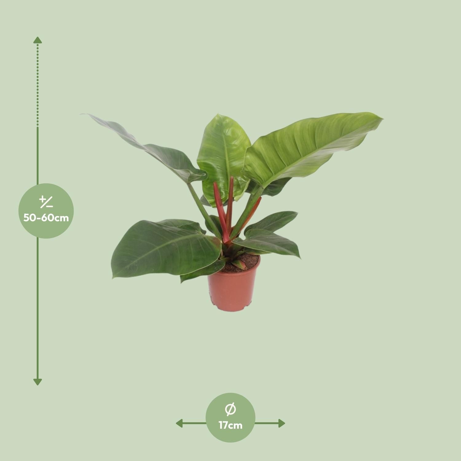 Philodendron Imperial Green – Stilvolle Zimmerpflanze