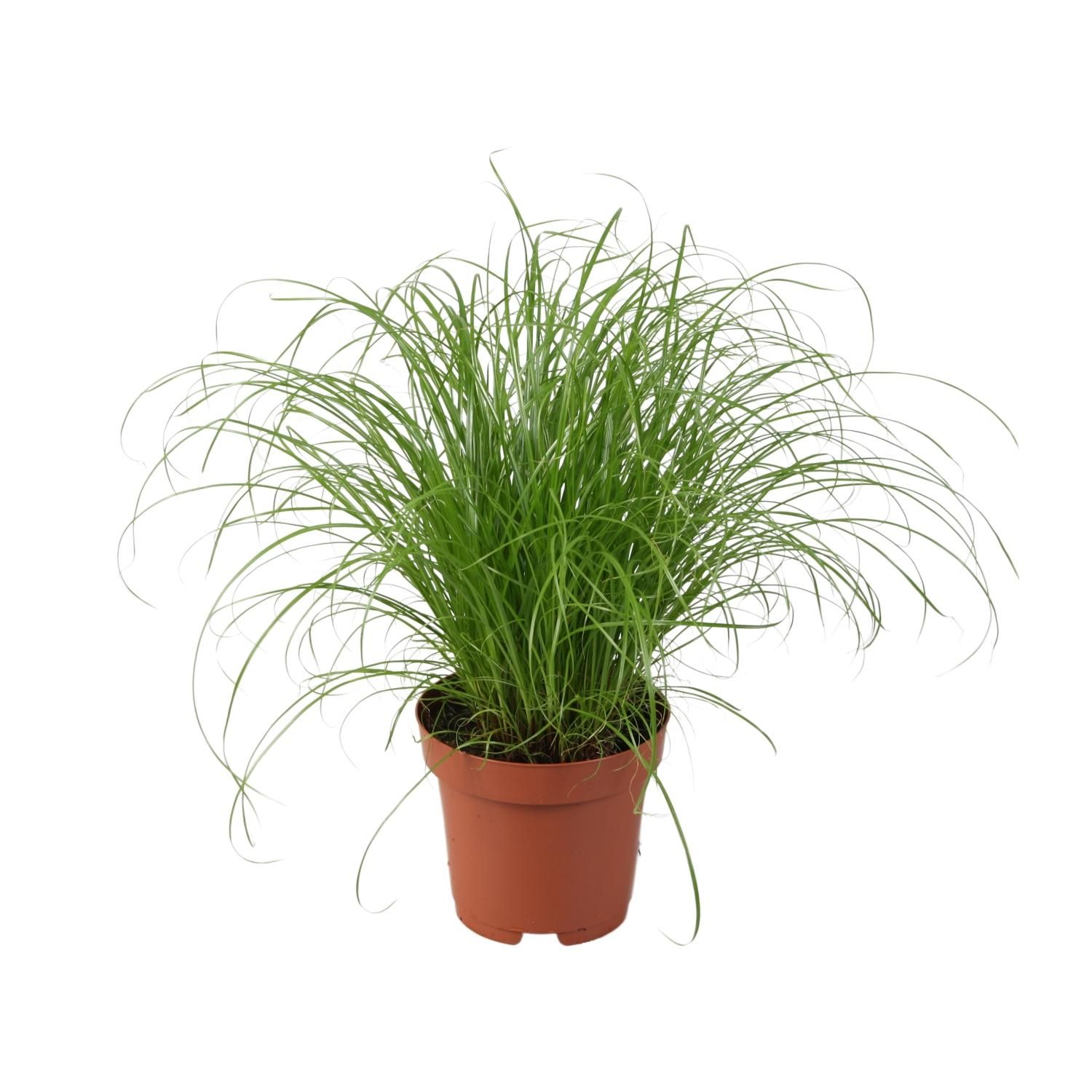 Cyperus Alternifolius Zumula Zimmerpflanze