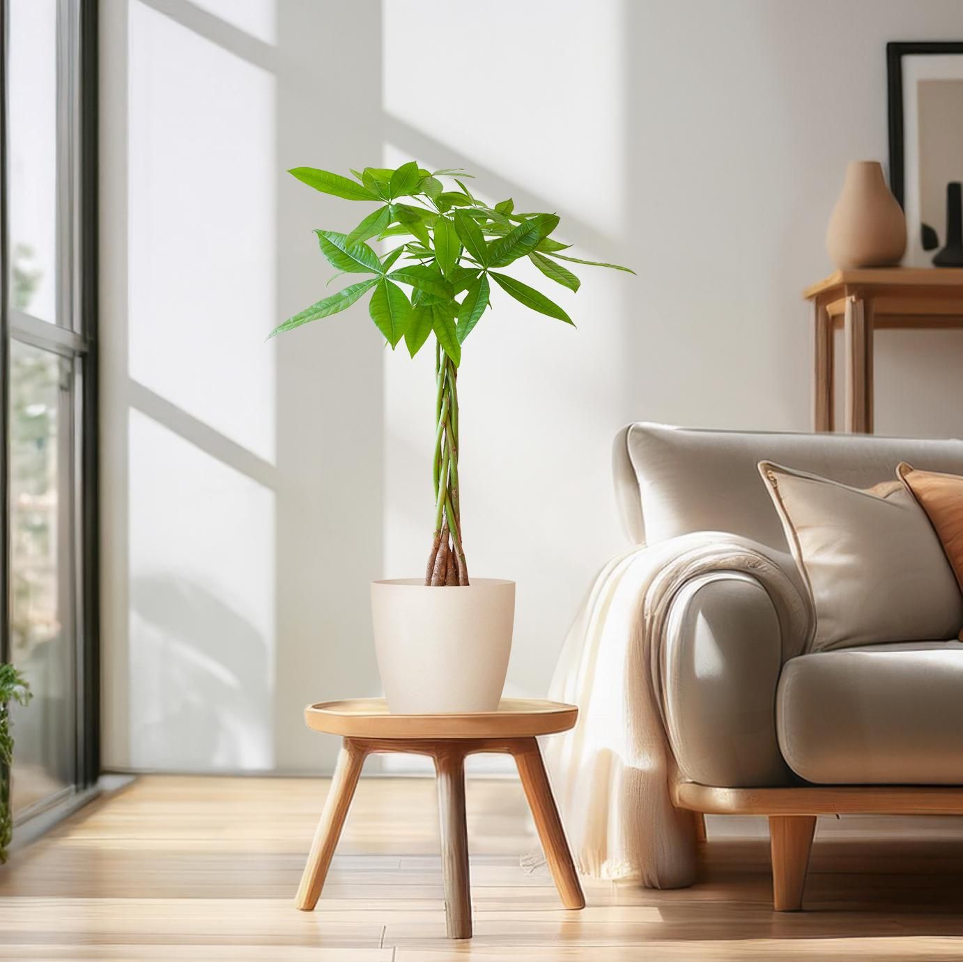 Pachira Aquatica mit Viber Weiß – 80cm – Ø21cm Topf