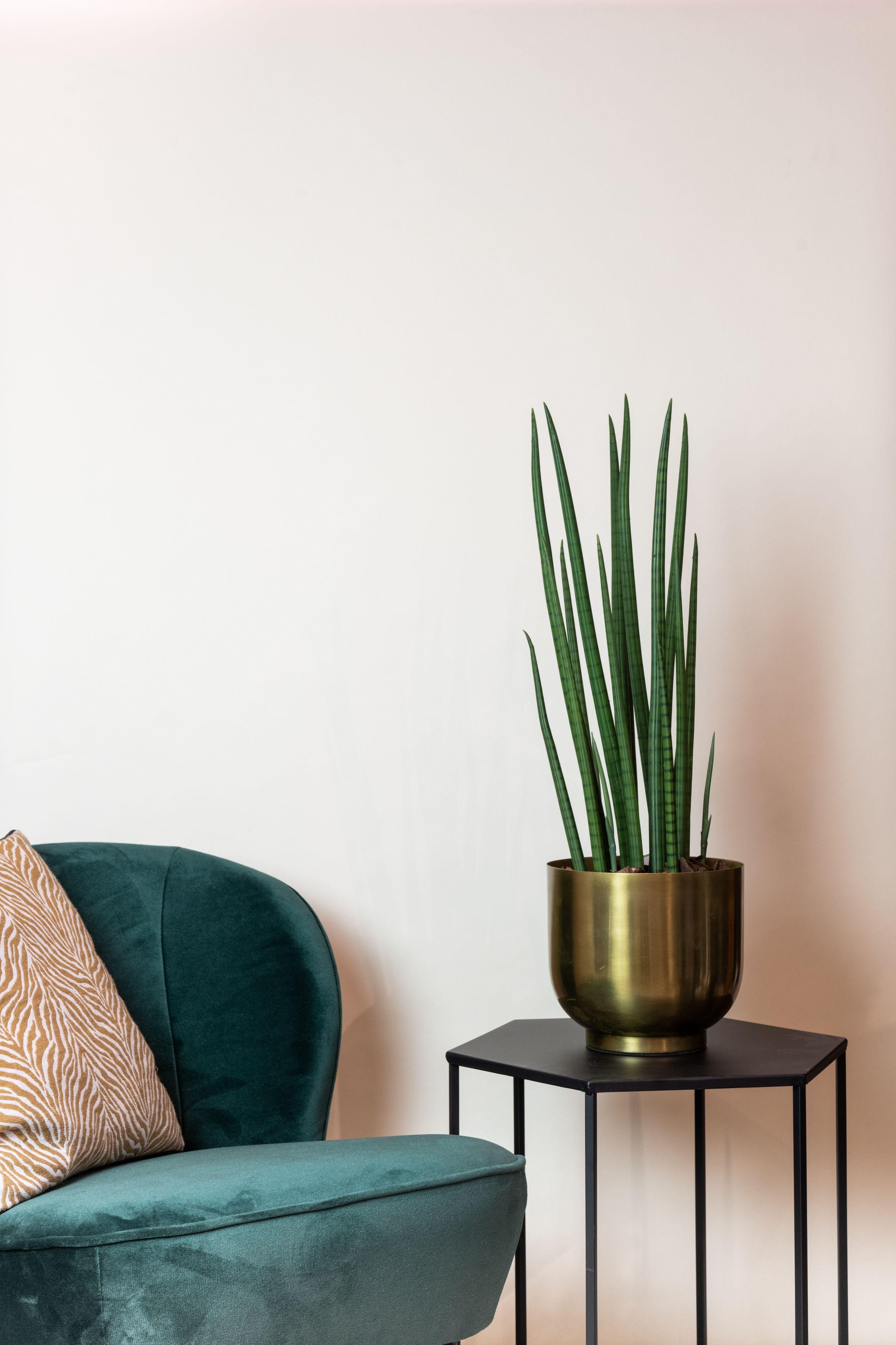 Kunstpflanze Sansevieria Cylindrica Frauenzunge