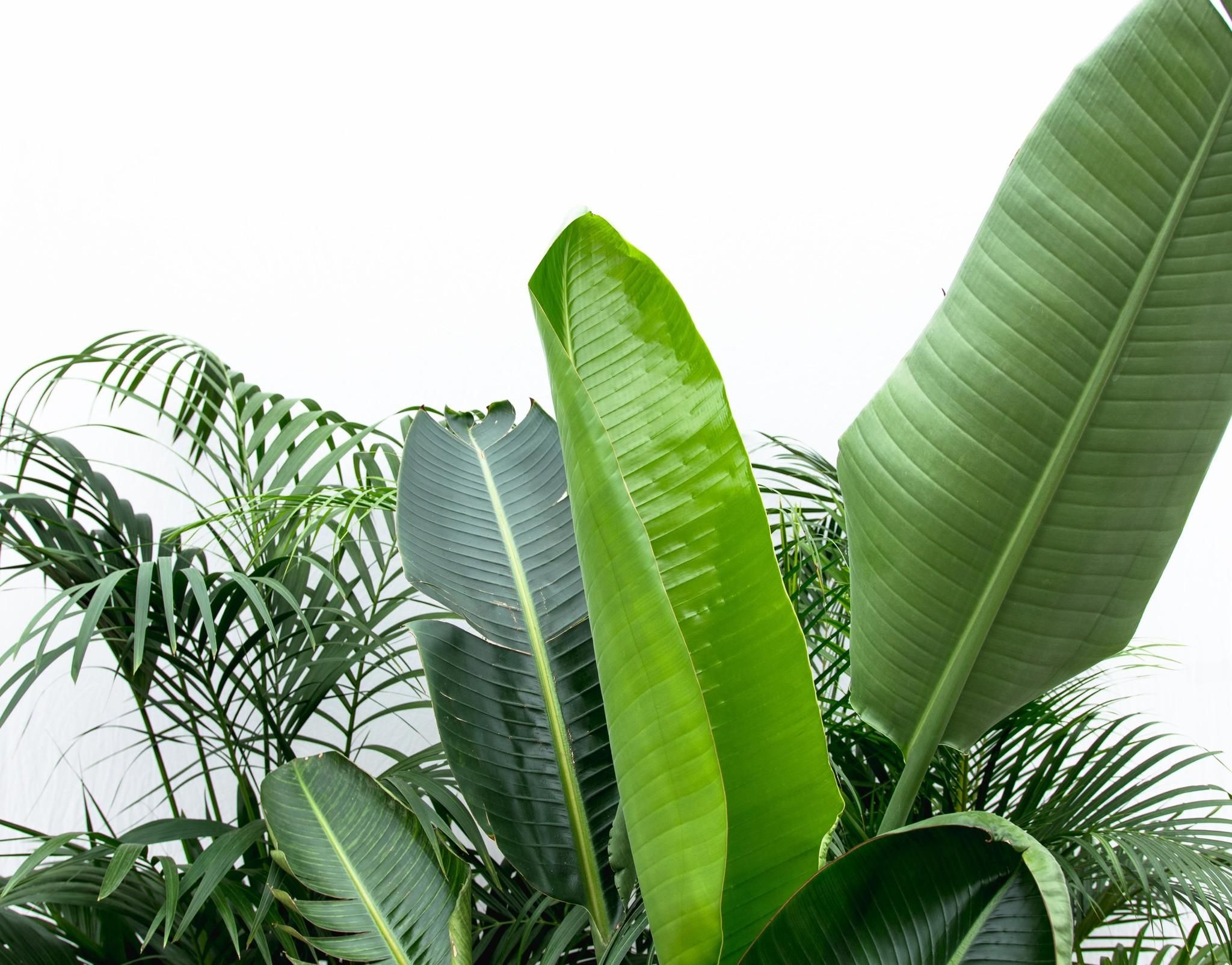 Vorteilspaket XXL | Kentia 200 cm – Strelitzia Nicolai 225 cm – Areca 200 cm