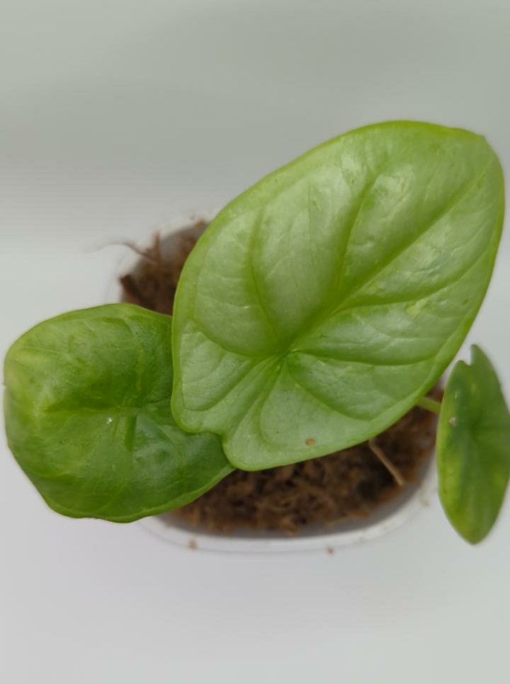 Alocasia baginda Silver Dragon