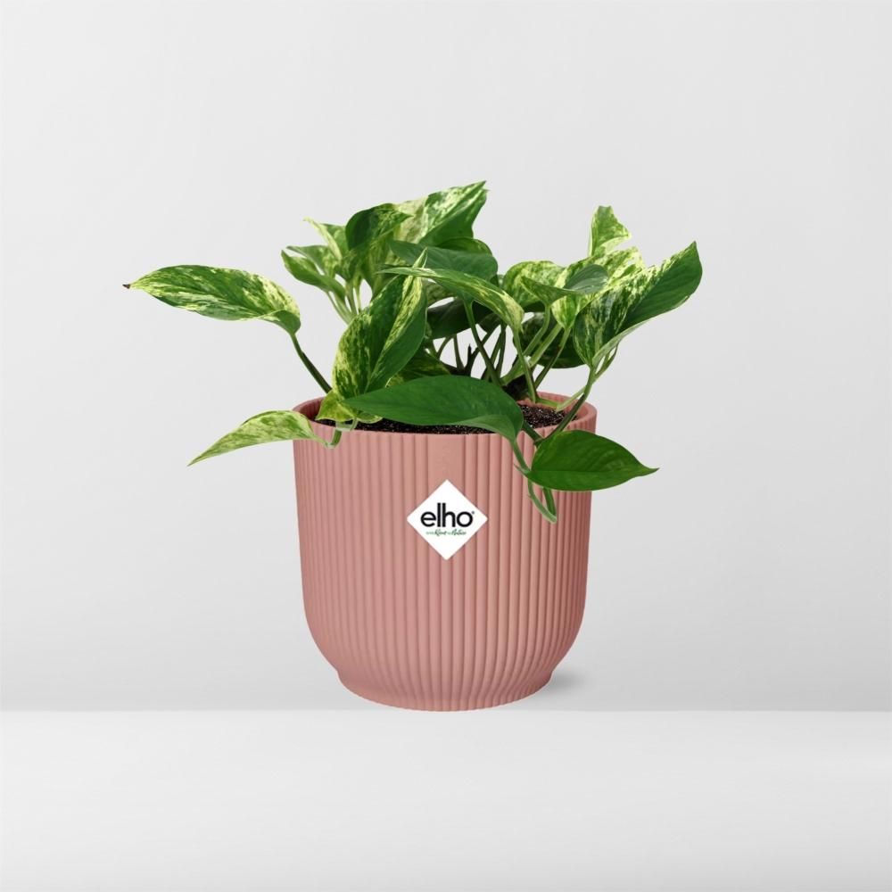 Scindapsus Marble Queen – Teufels-Efeu Zimmerpflanze