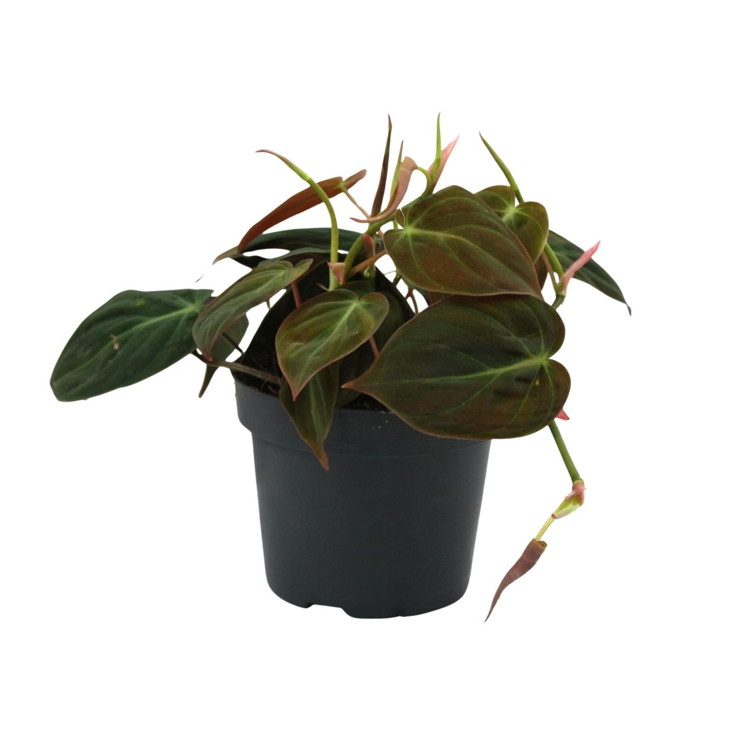 Philodendron Micans Zimmerpflanze